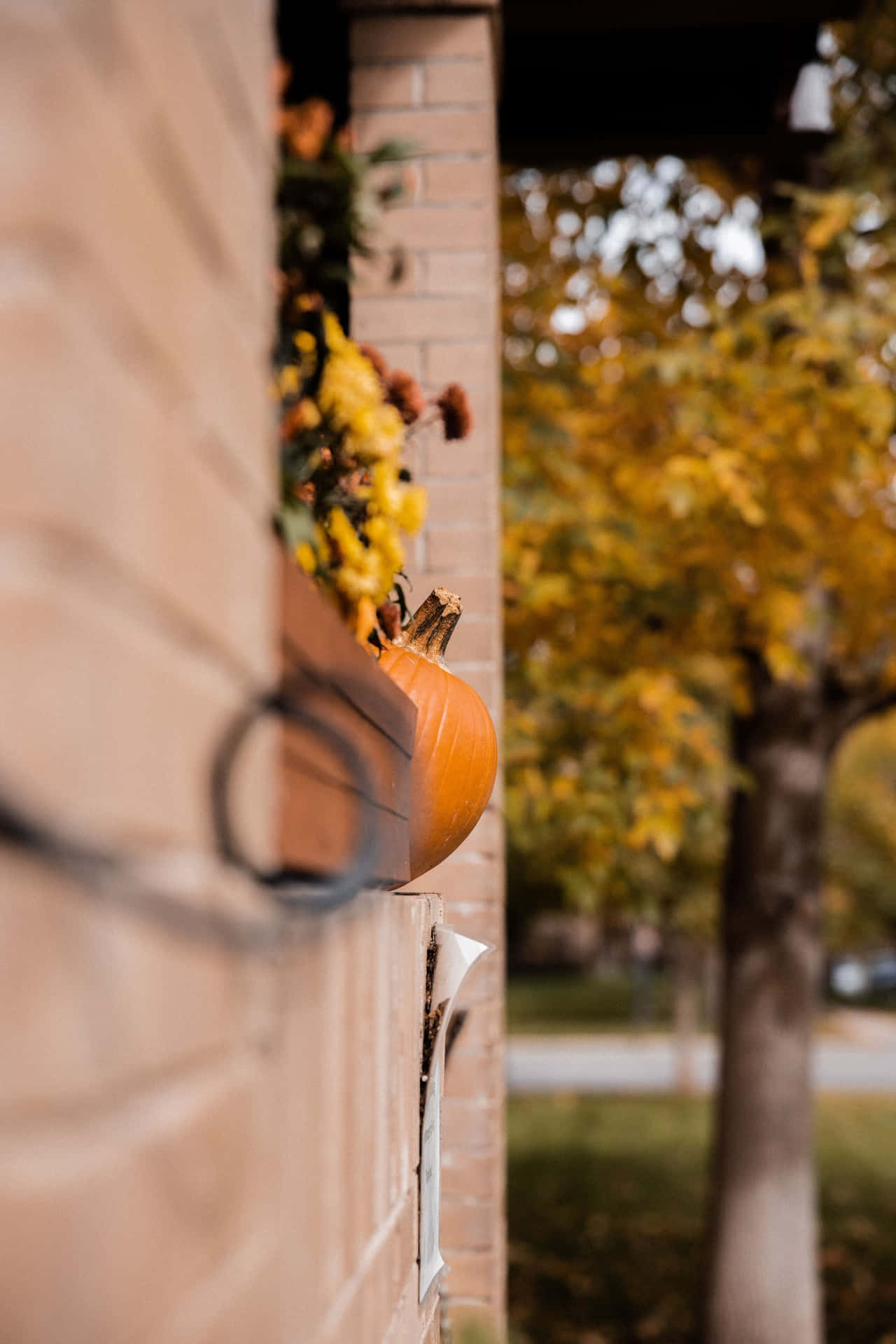 Autumn Pumpkin Wall Decor Background
