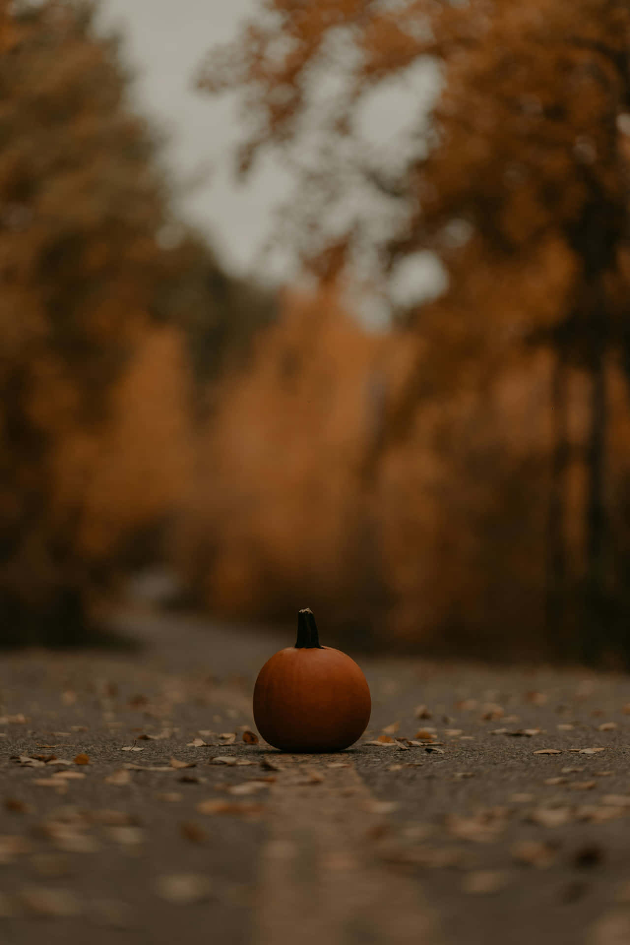 Autumn Pumpkinon Pathway Background