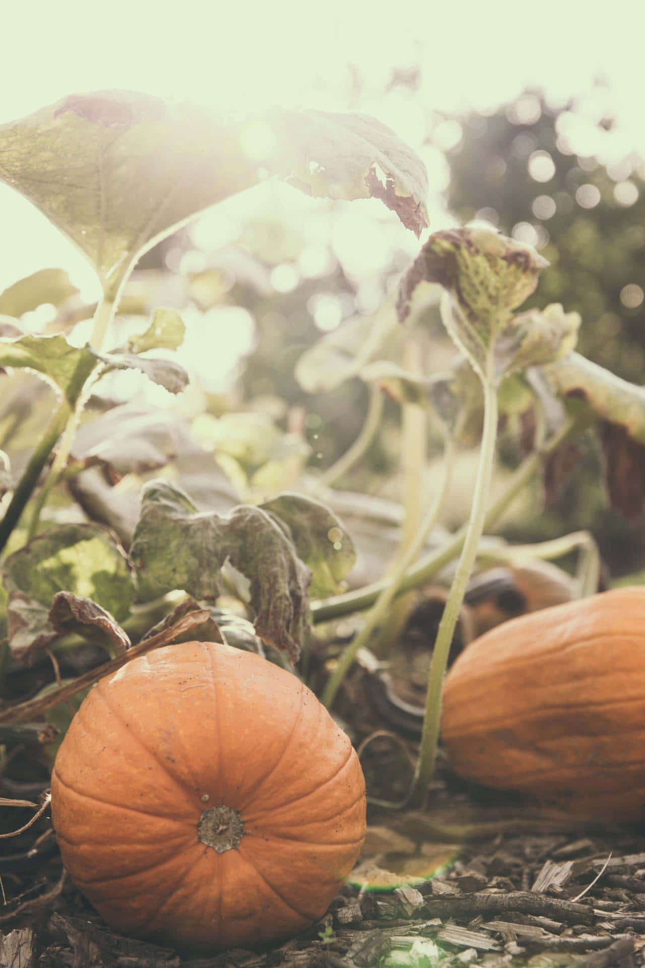 Autumn Pumpkins Sunlit Garden.jpg