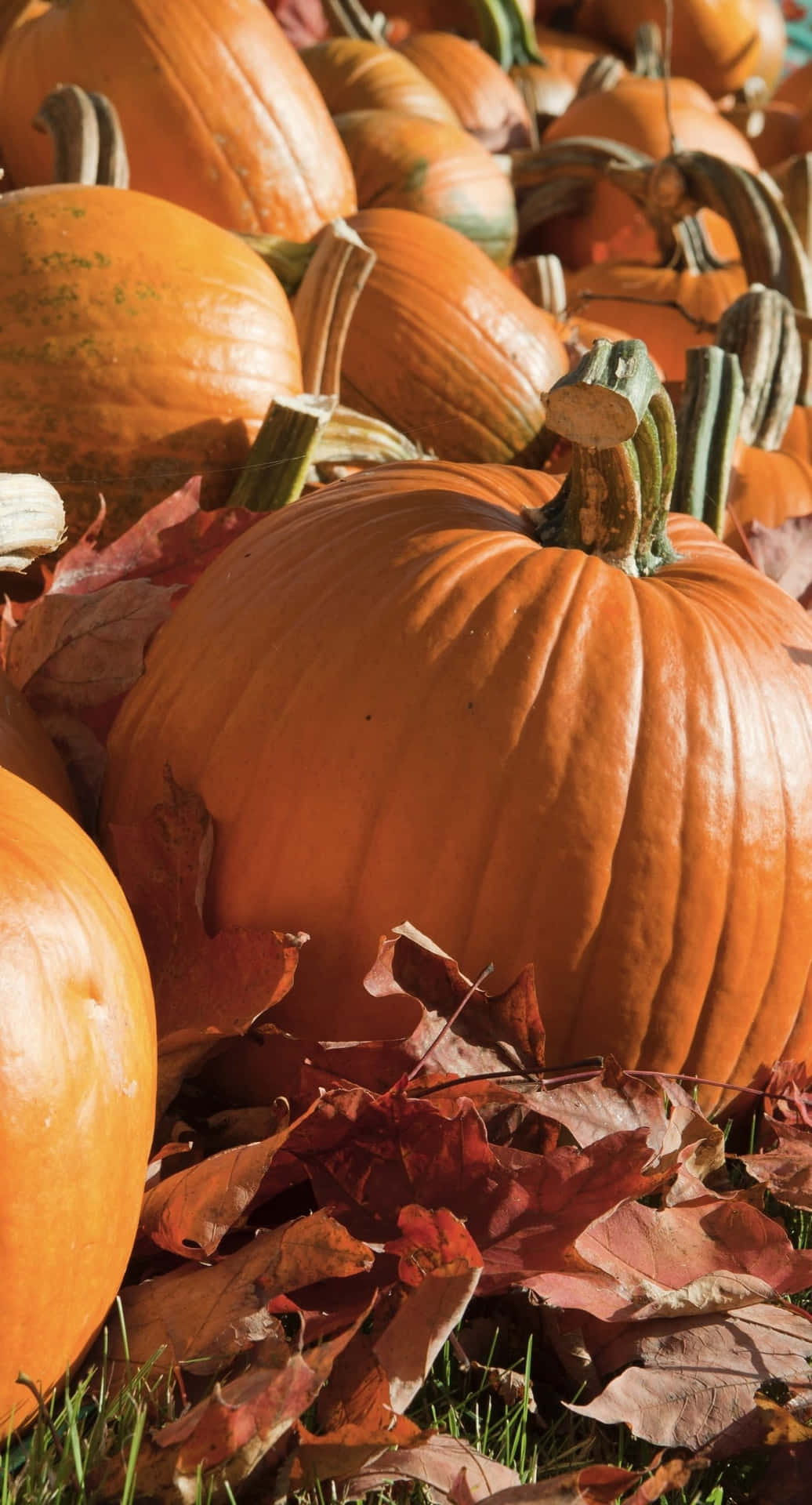 Autumn Pumpkinsand Fallen Leaves