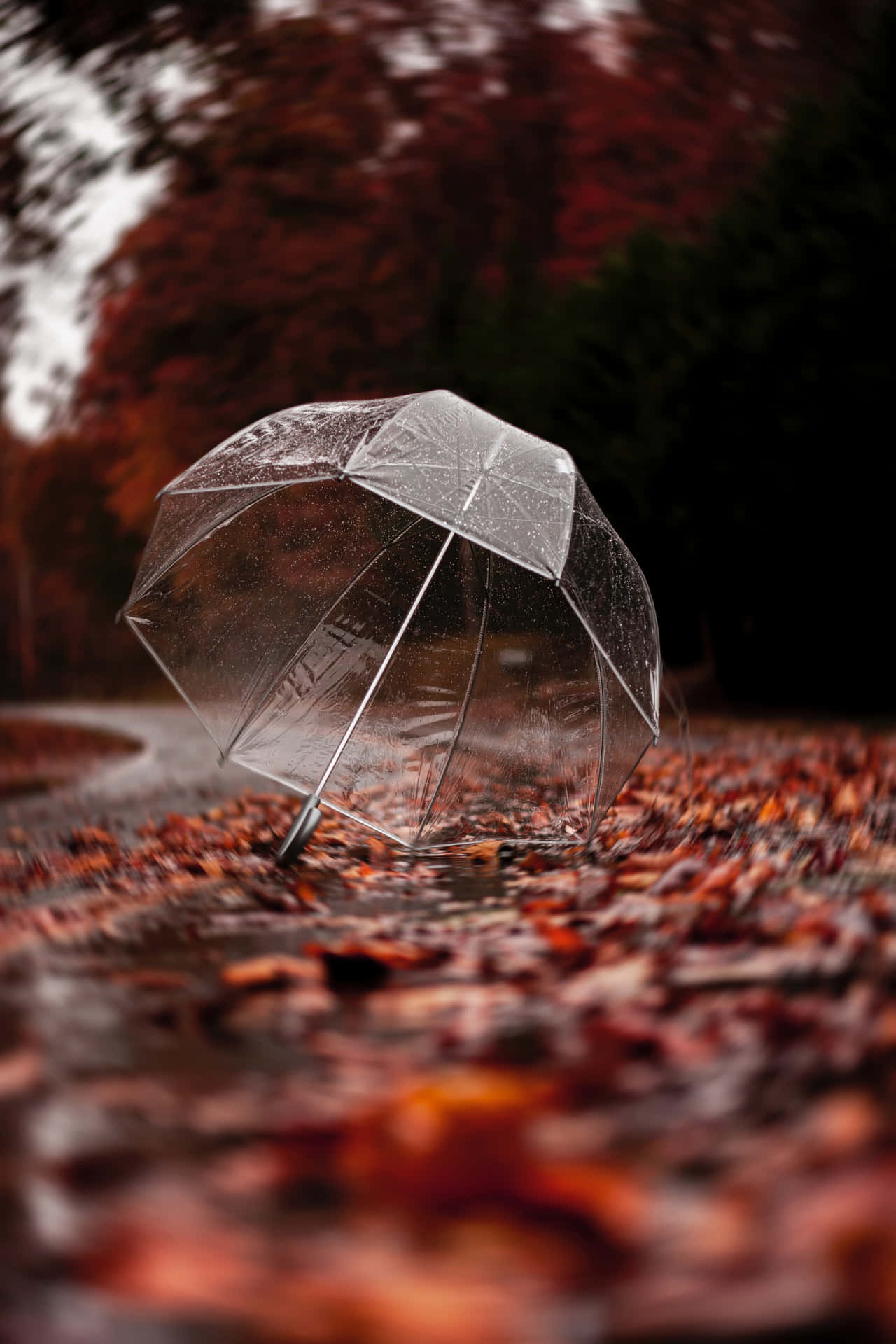 Autumn Rain Transparent Umbrella Background