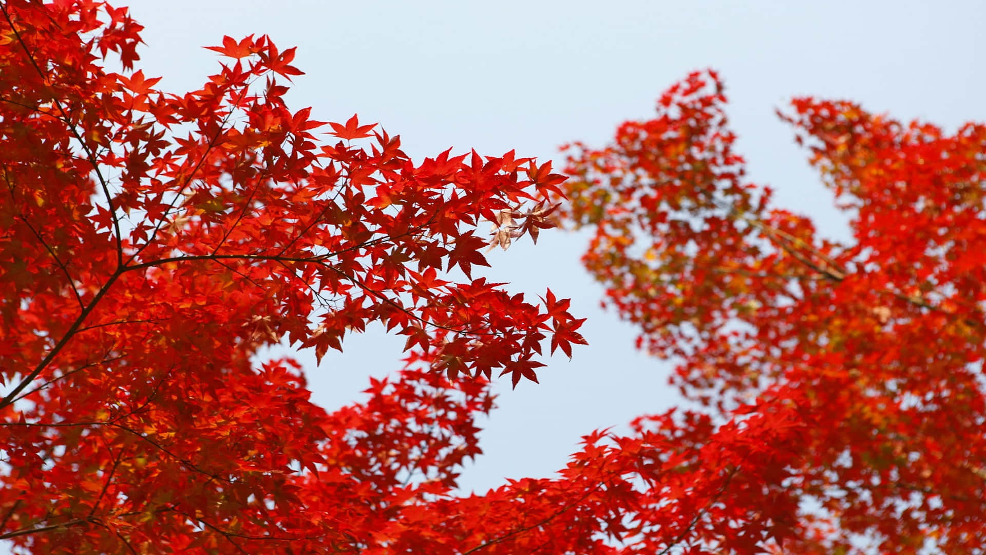 Autumn Red Maple Leaves Desktop Background Background