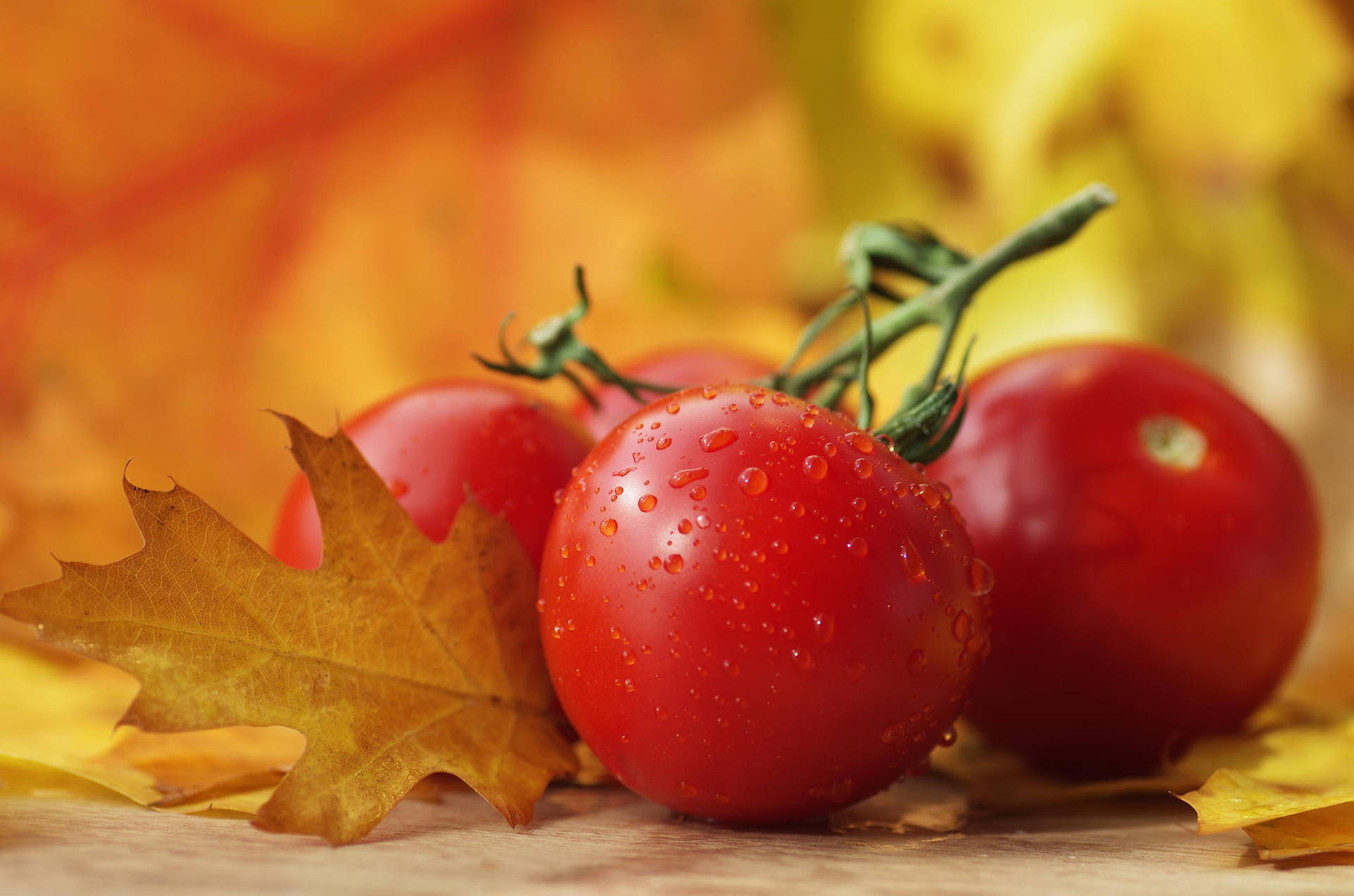 Autumn Red Tomato Fruit Bunches Background