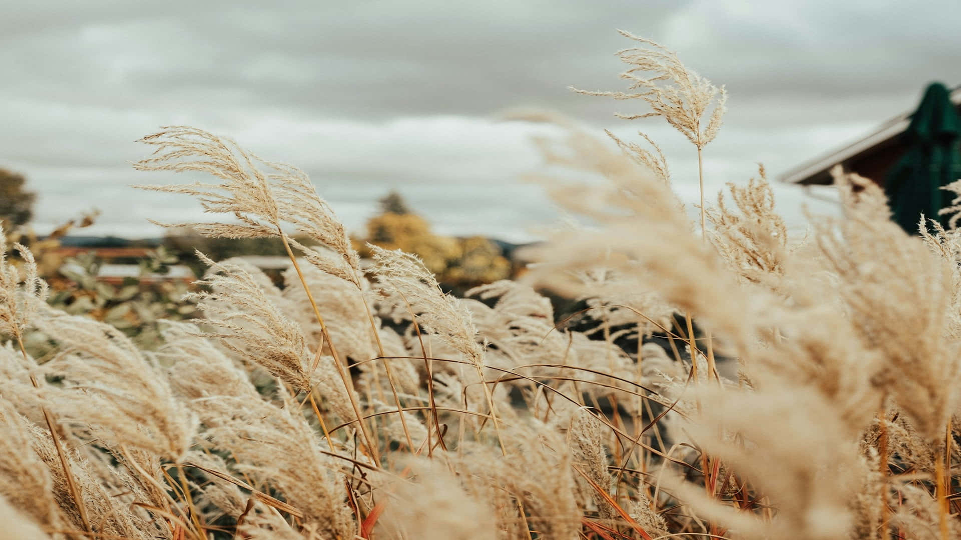 Autumn Reeds Against Cloudy Sky.jpg Background
