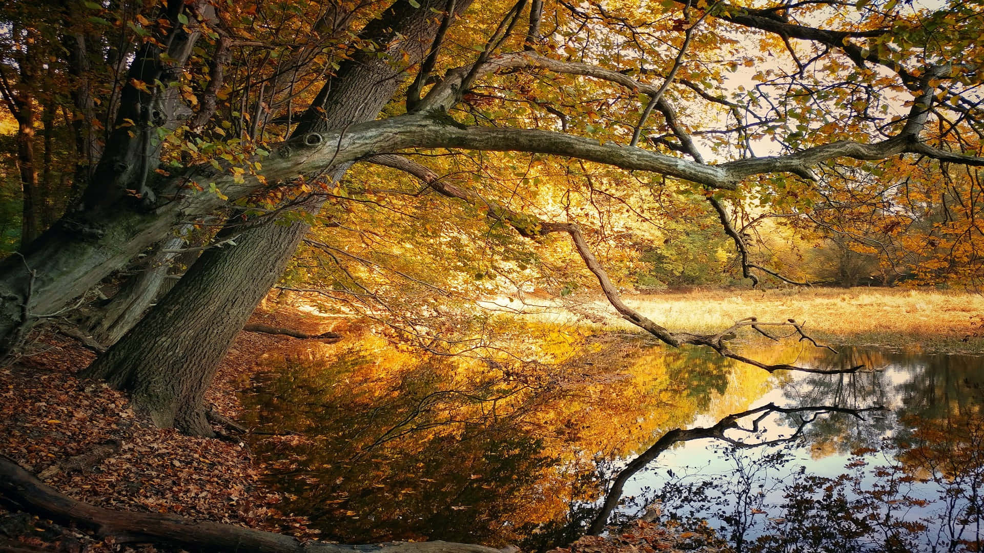 Autumn Reflections By The Lake.jpg Background