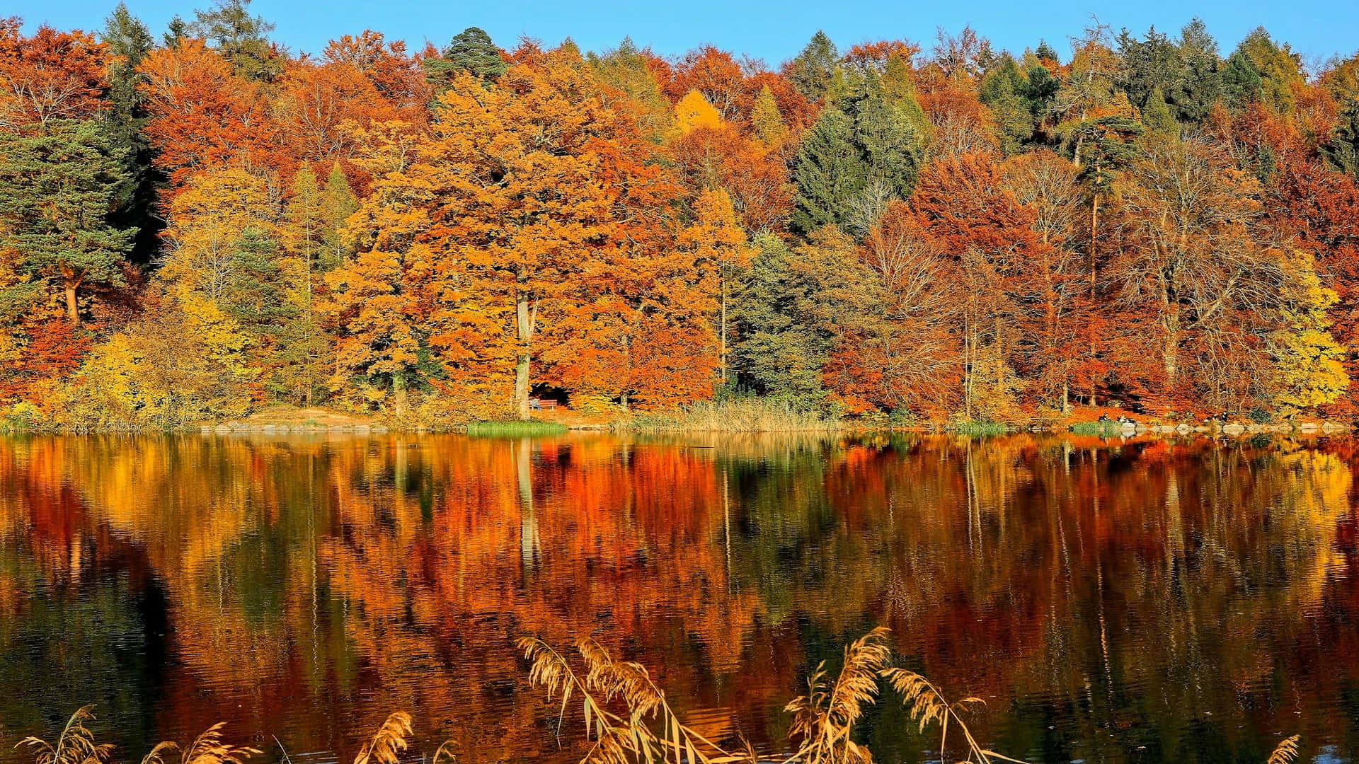 Autumn Reflections Lake H D Background