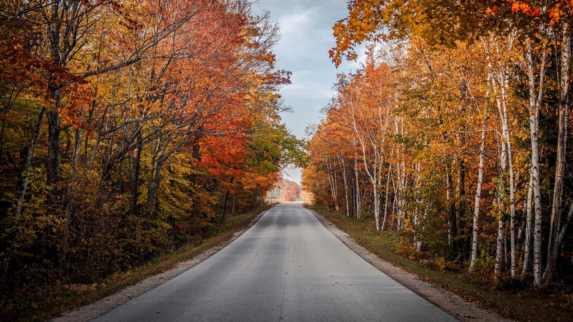 Autumn Road Canopy Fall Colors Background