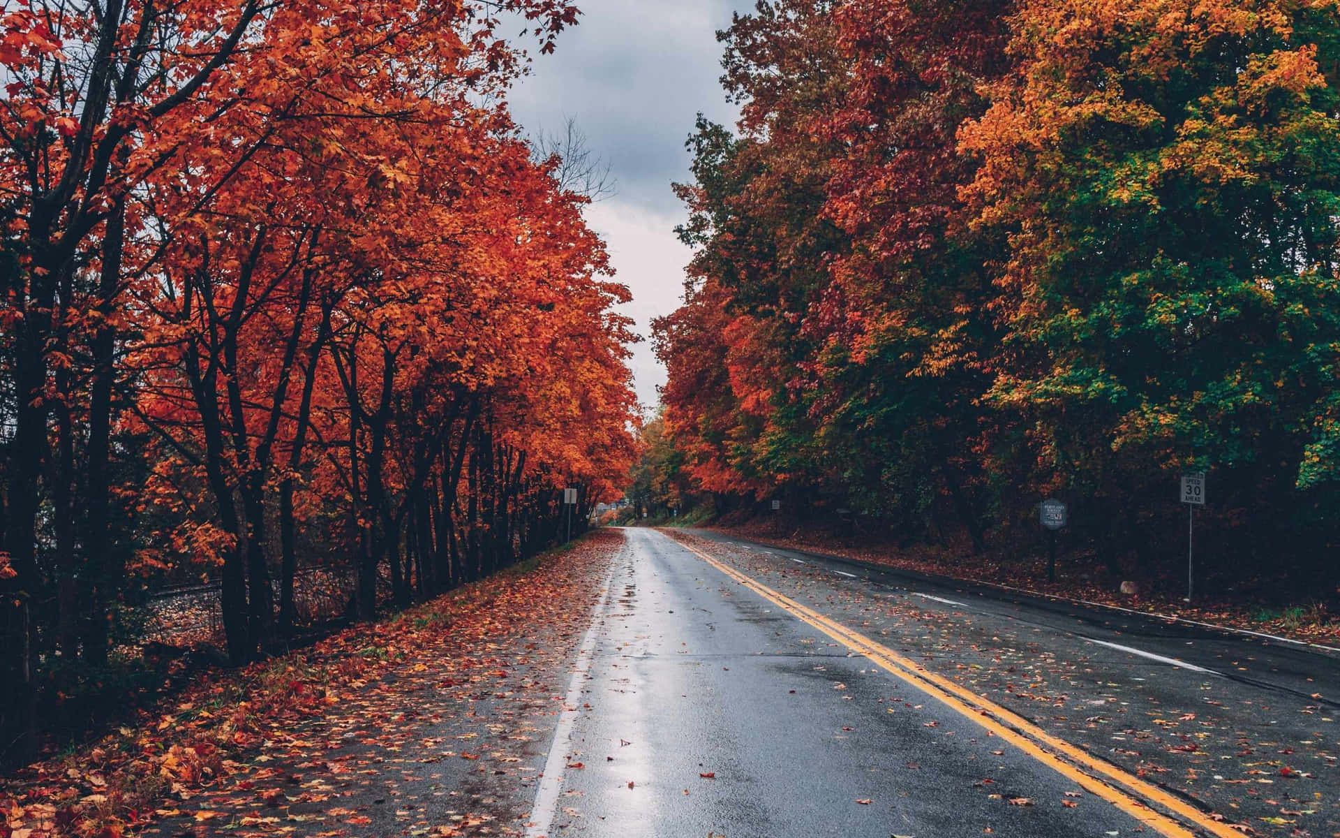 Autumn Road Foliage Wet Pavement Background