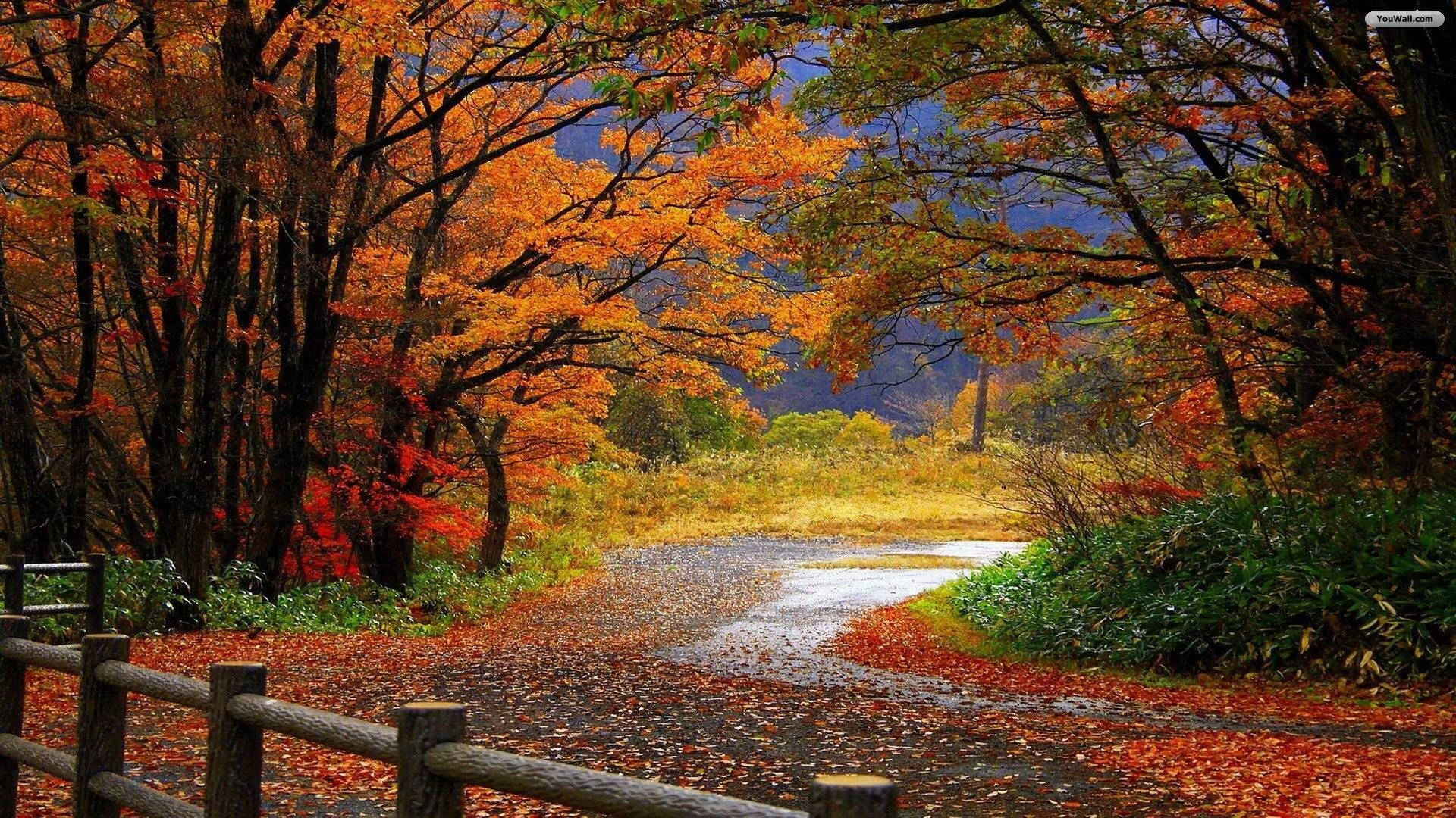 Autumn Road Hd Scenery