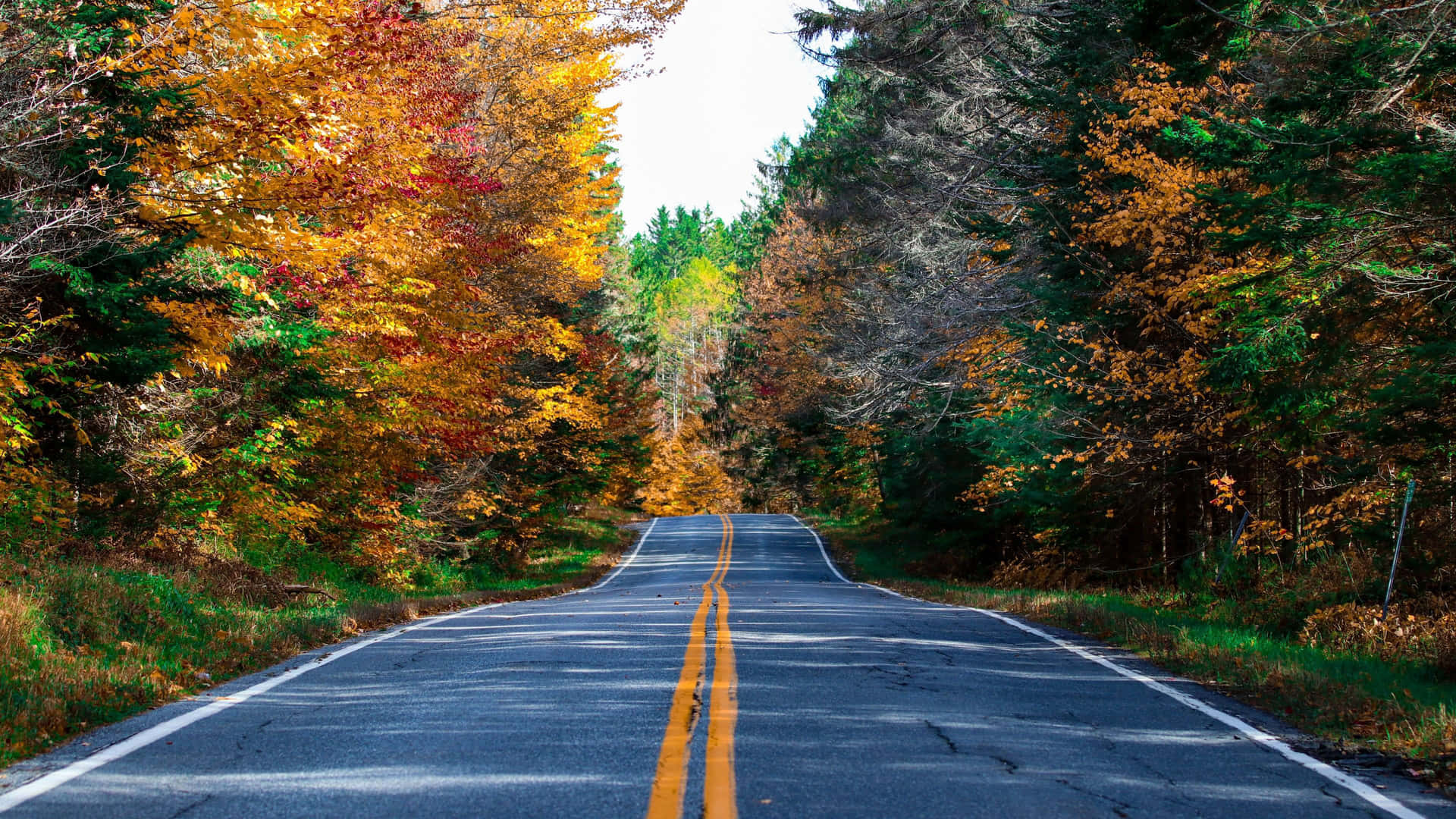 Autumn Road Scenery Background