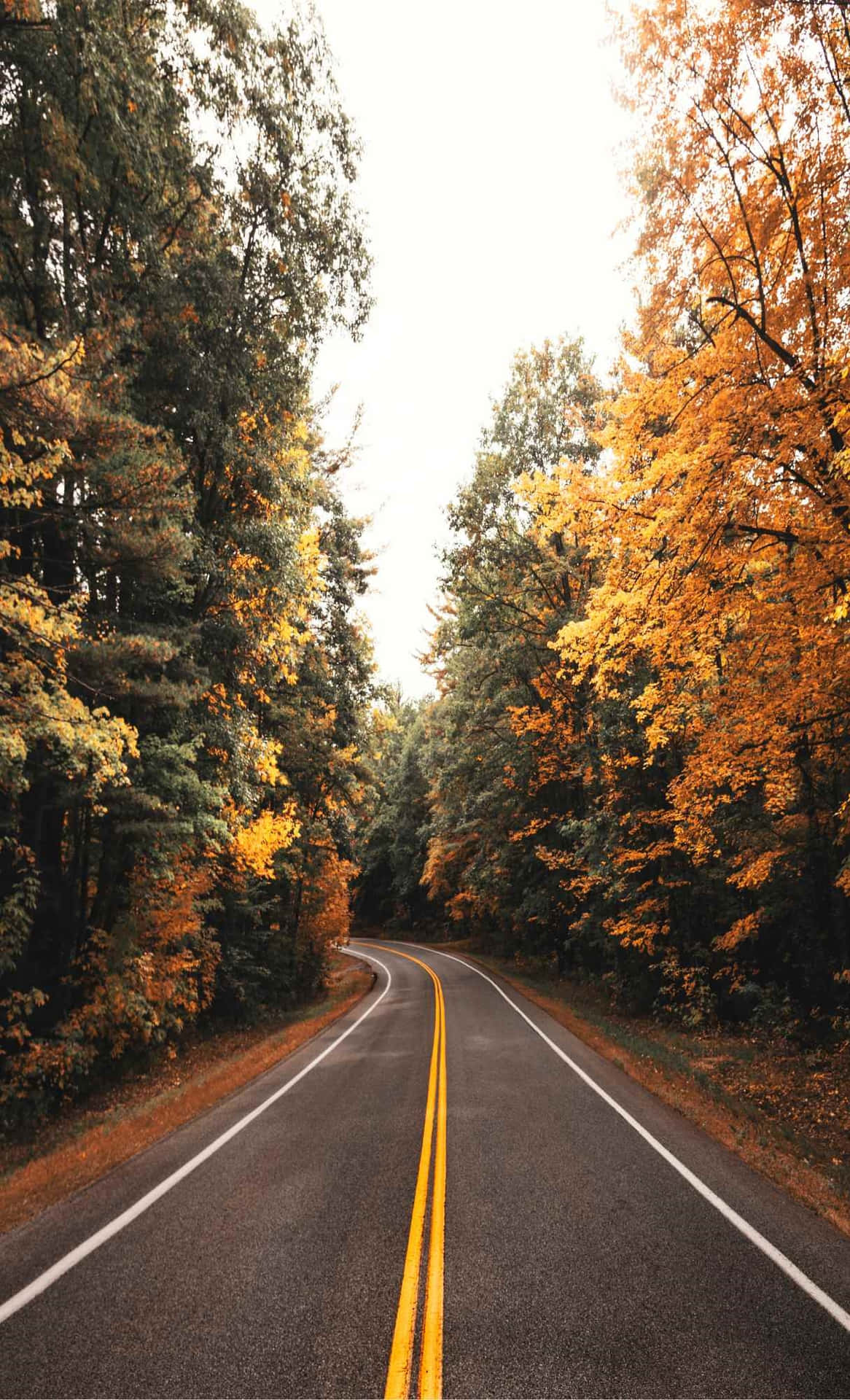 Autumn Road Serenity.jpg Background