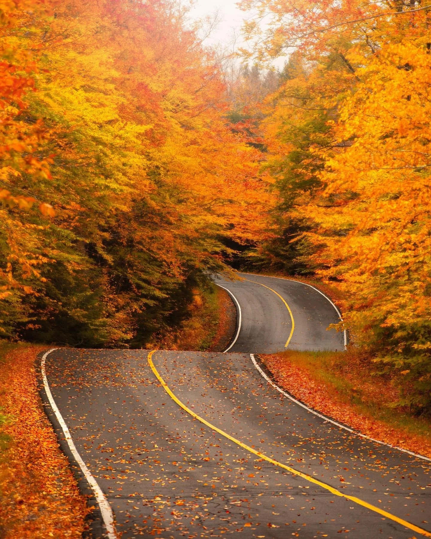 Autumn Road Surroundedby Fall Foliage Background