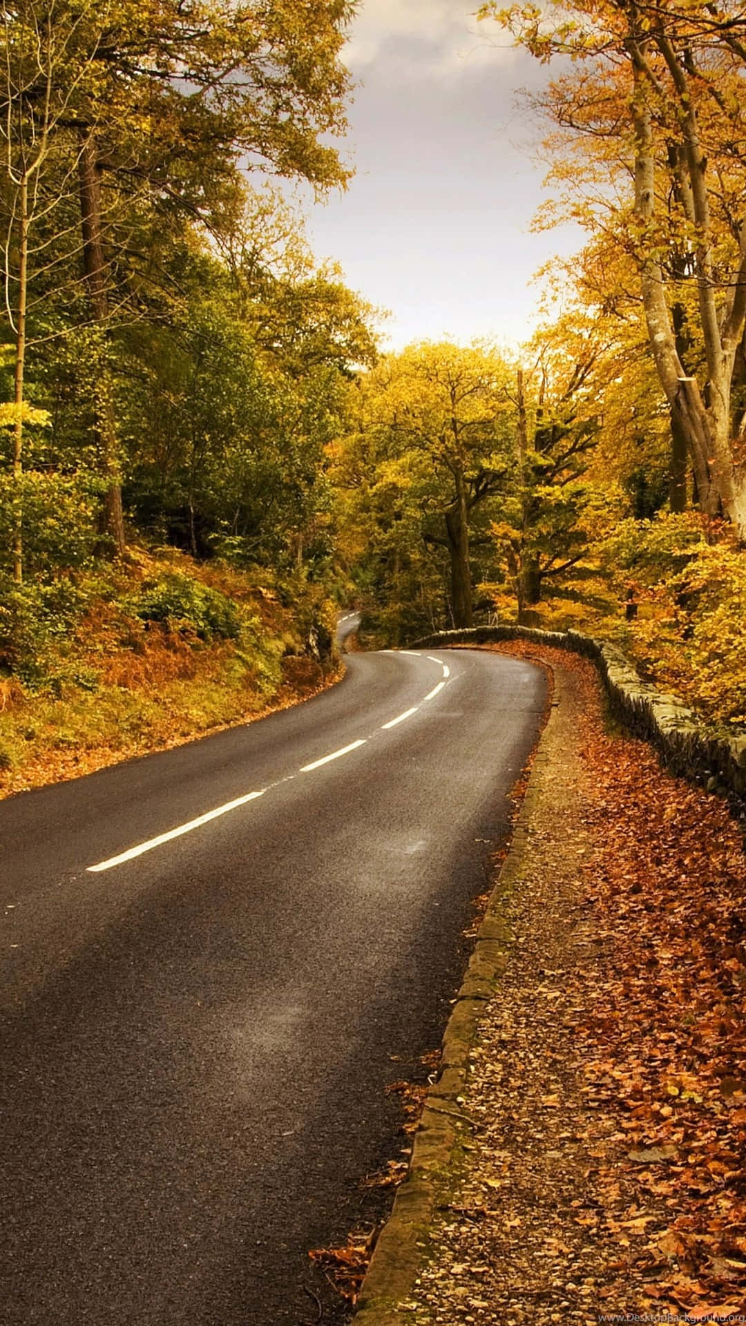 Autumn Road Winding Through Forest.jpg Background