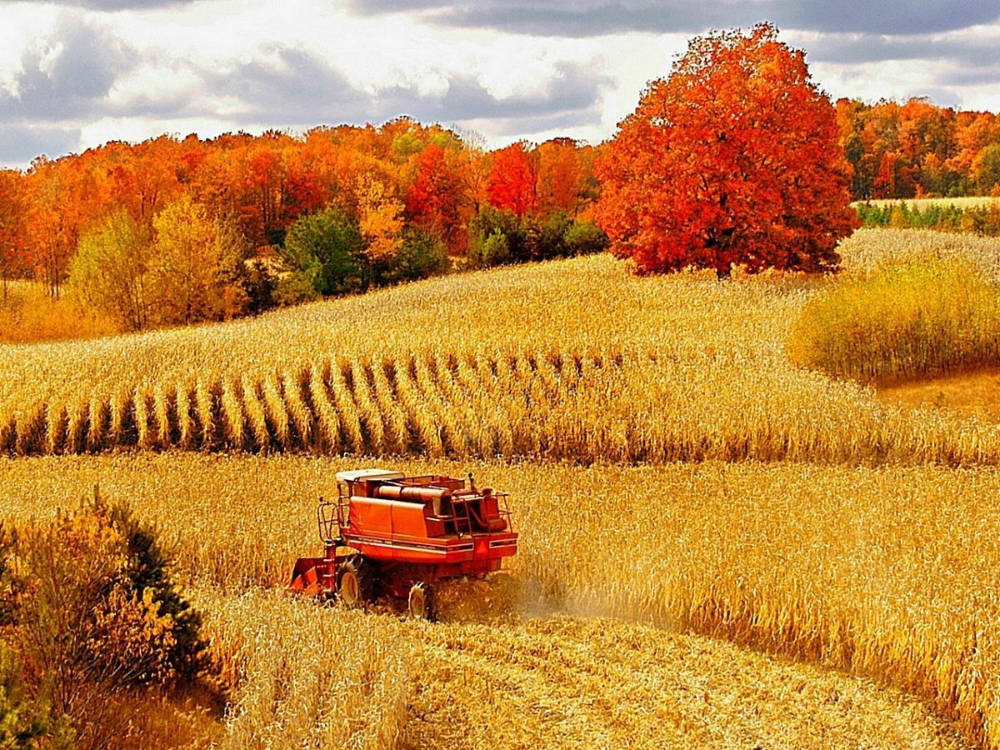 Autumn's Beauty At The Fall Farm Background