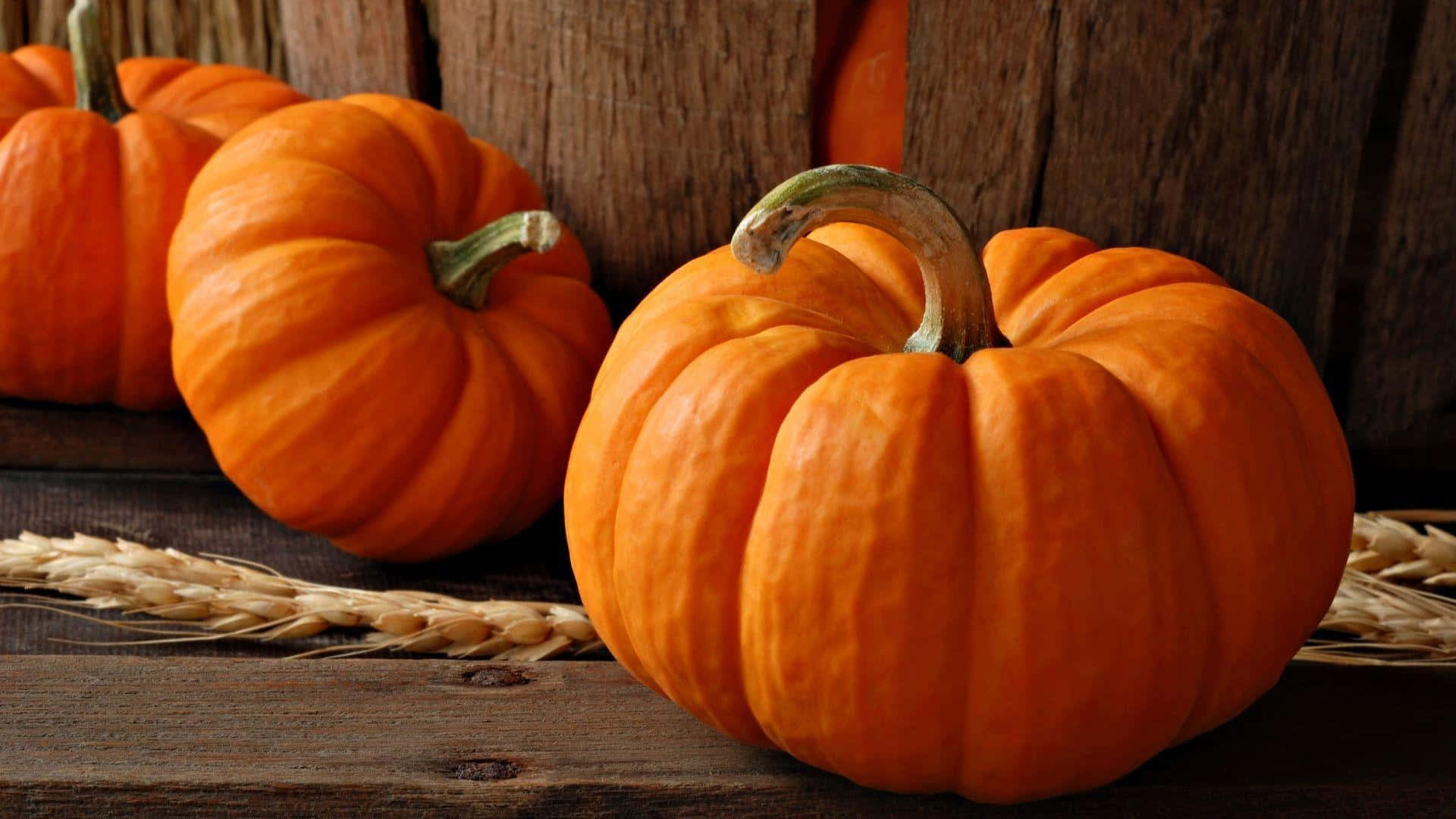 Autumn's Presence Is Felt As Pumpkins Line The Entrance Of A Farm Background