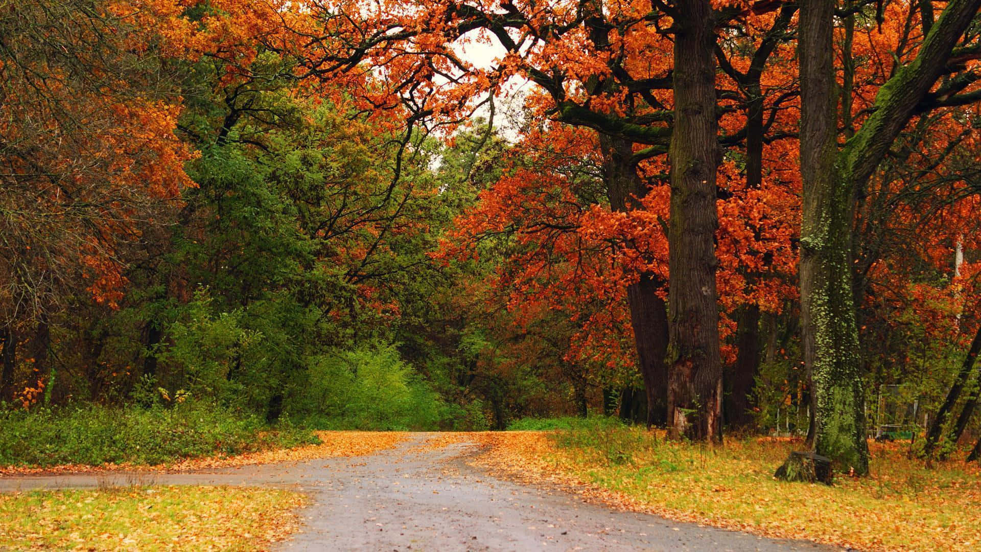 Autumn Scenic Desktop Crossroads In Forest Background