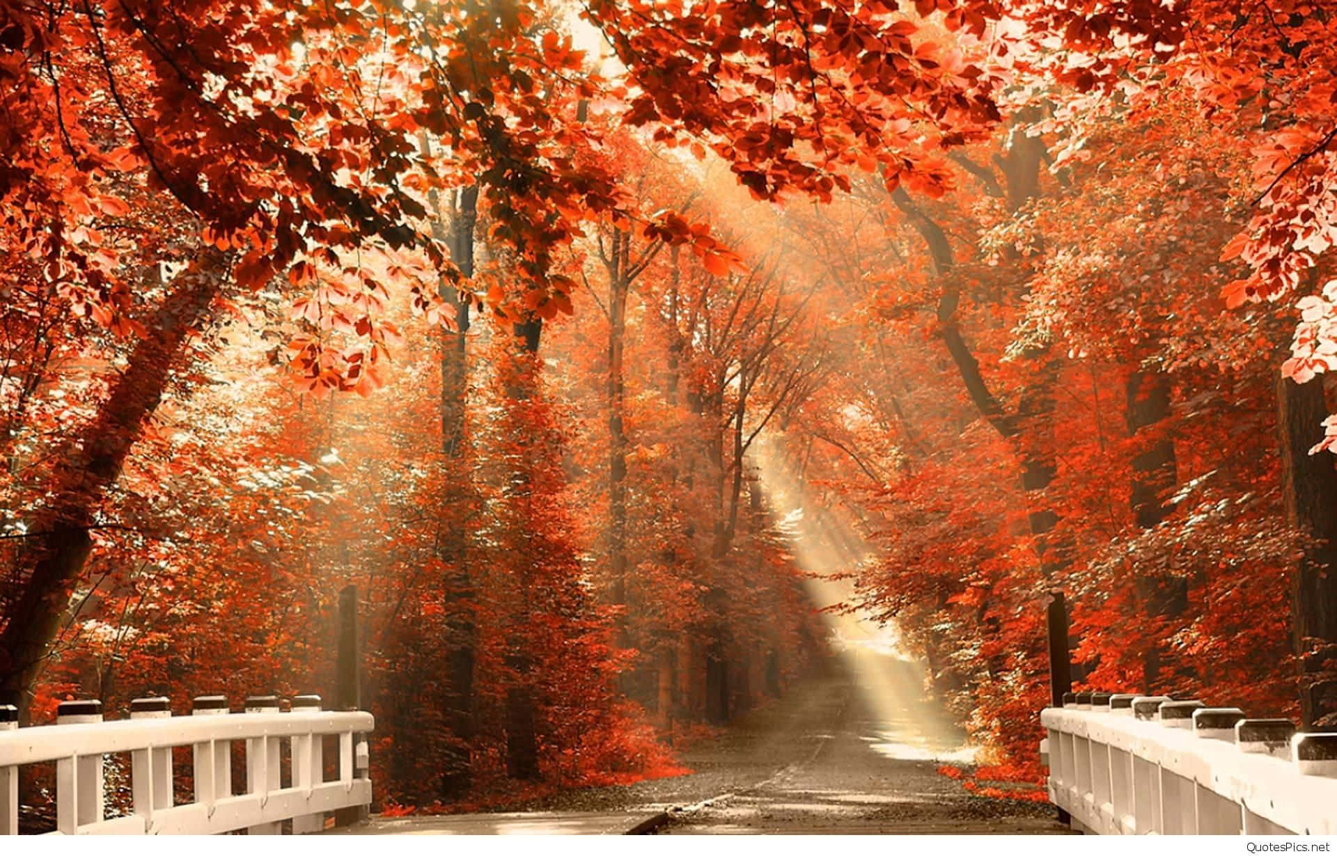 Autumn Season Aesthetic Forest View With Bridge Background