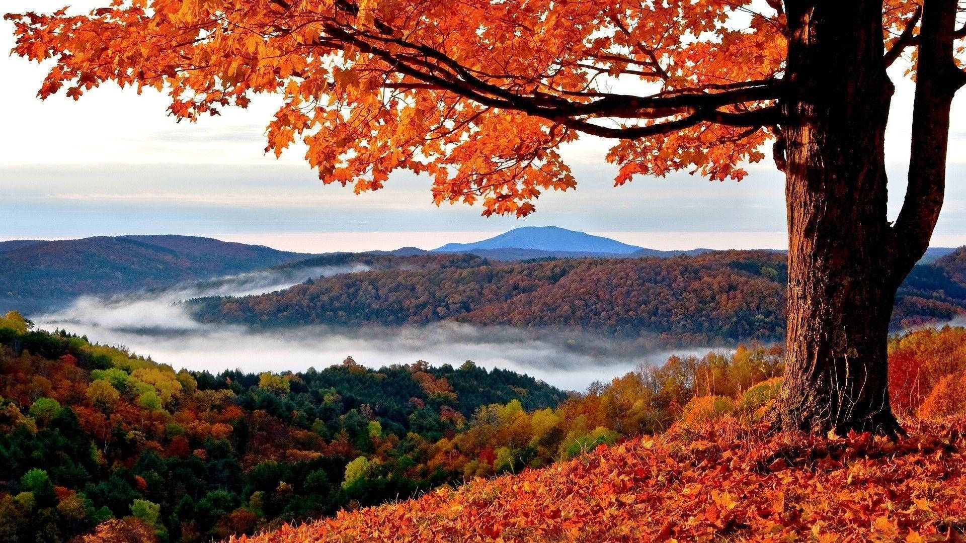 Autumn Season And Foggy Mountains