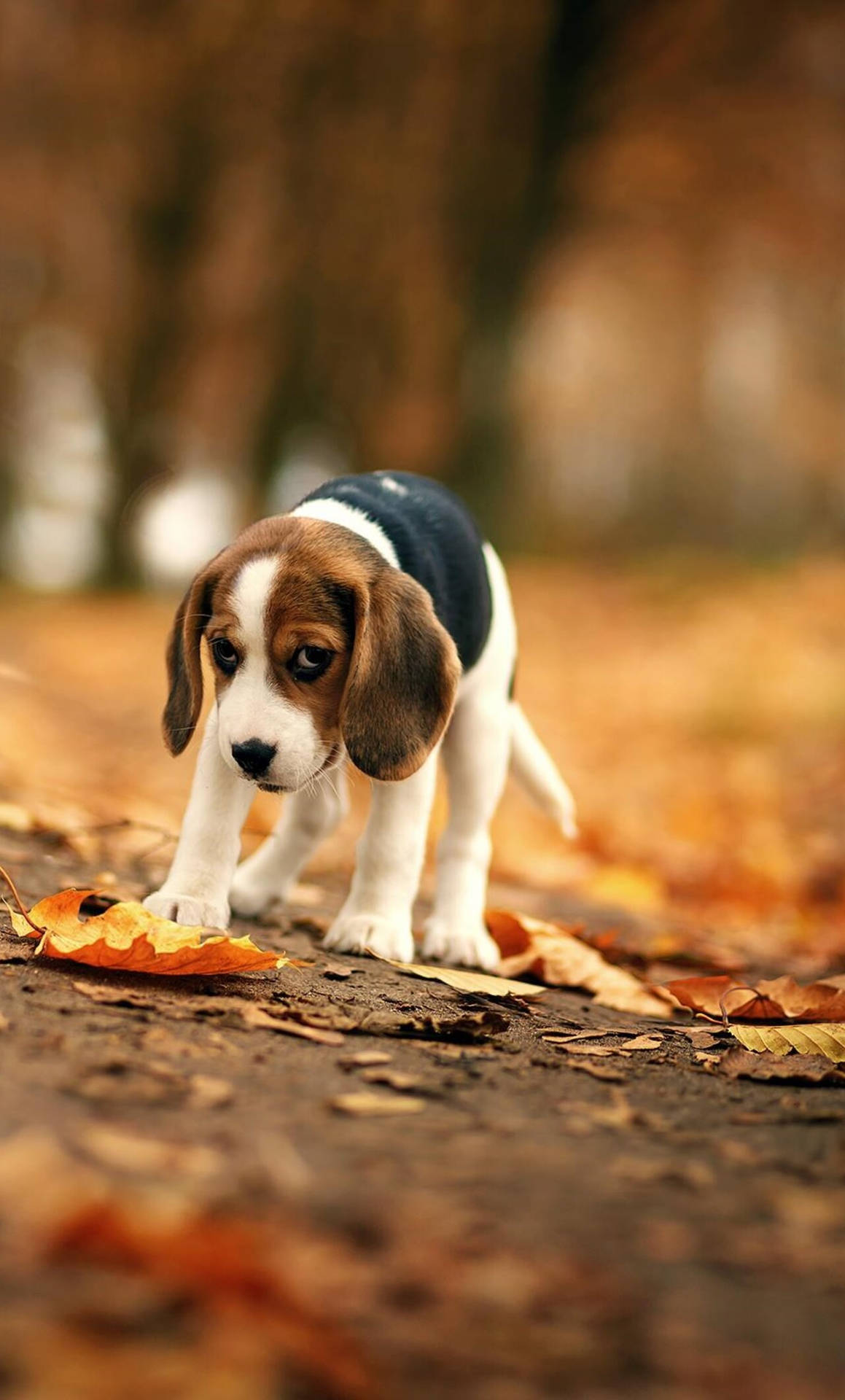 Autumn Season Beagle Dog Background