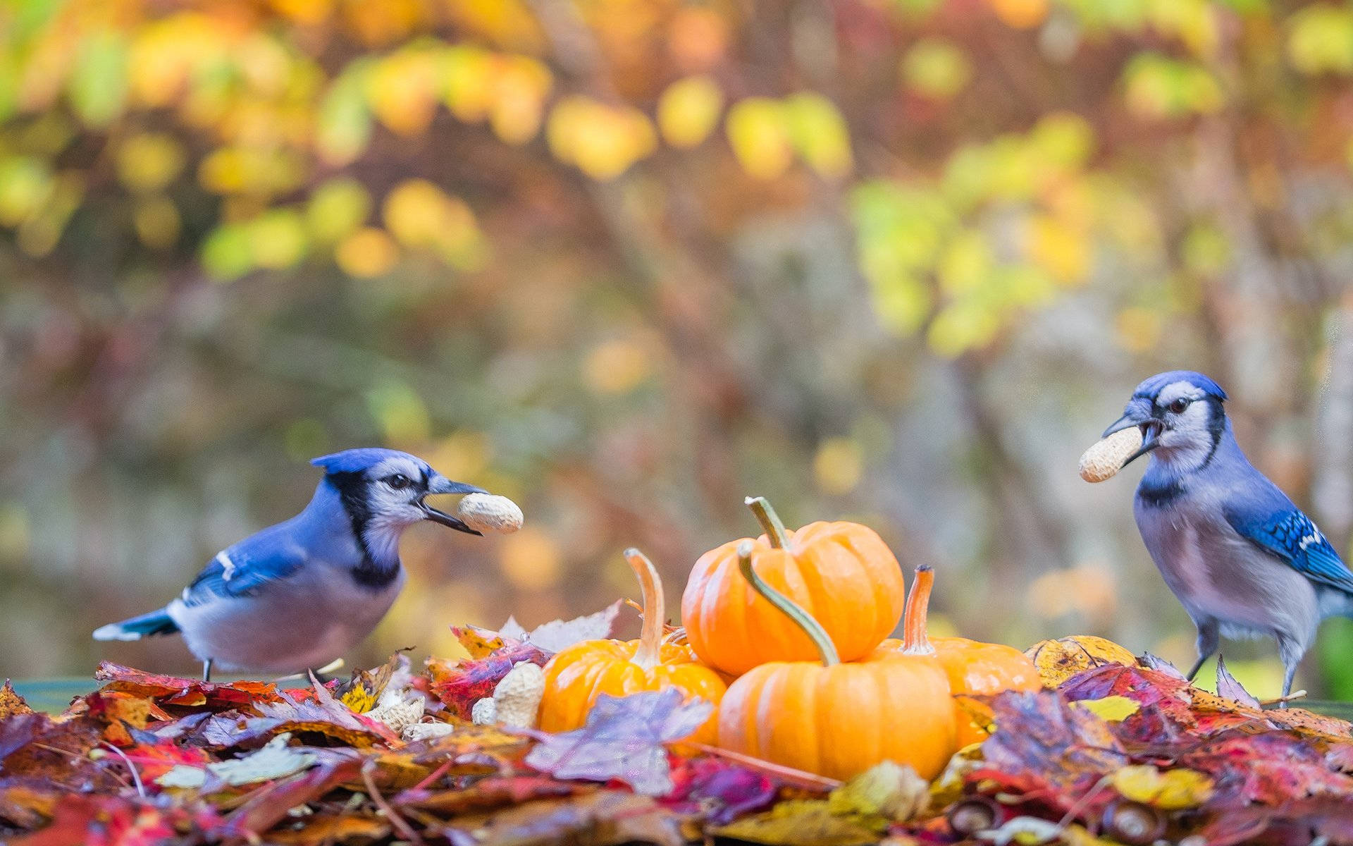 Autumn Season Blue Birds Background