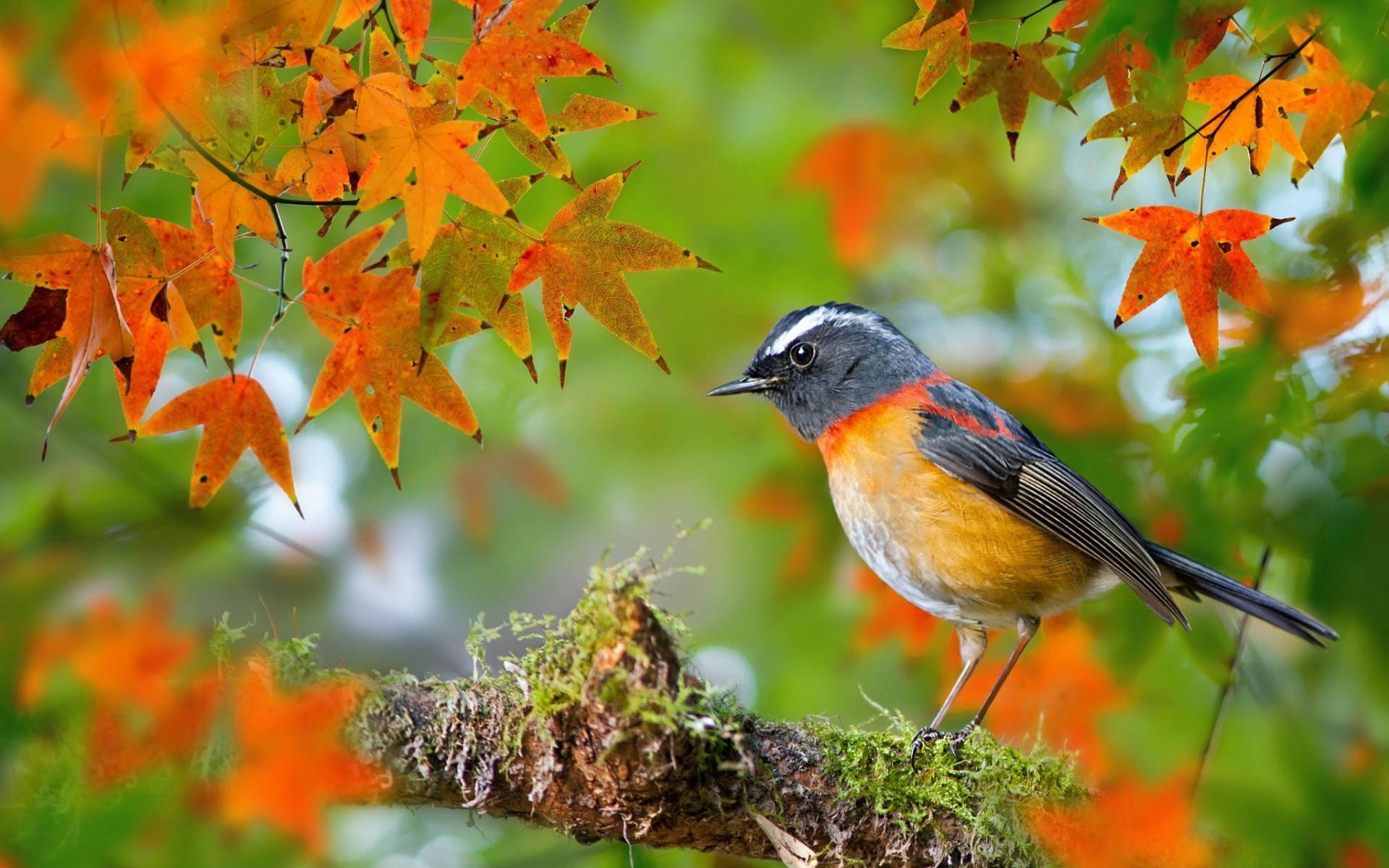 Autumn Season Bush Robin