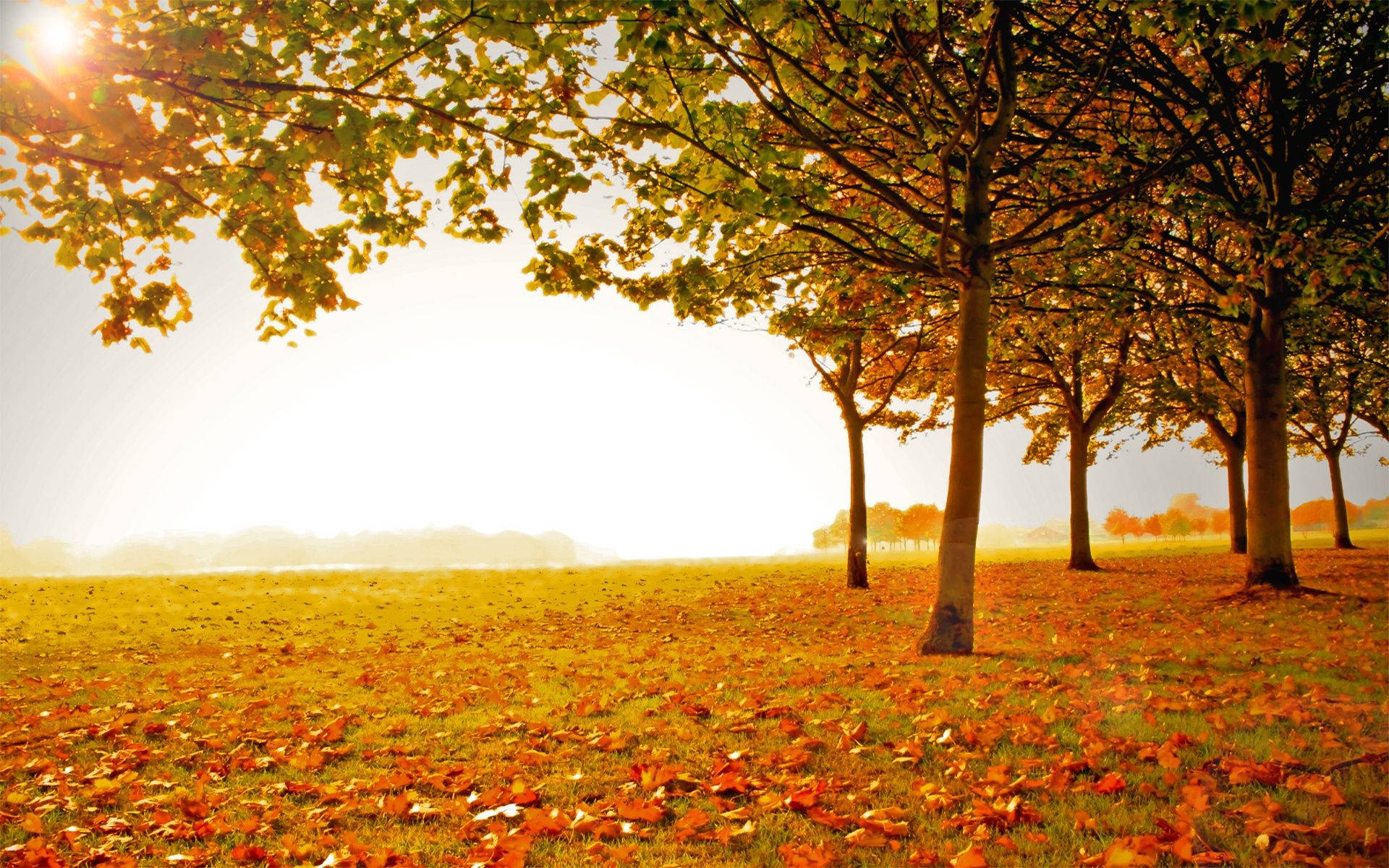 Autumn Season Daylight Background