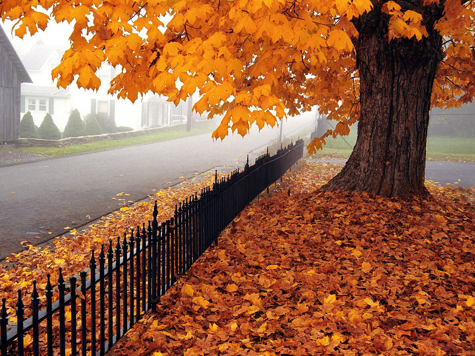 Autumn Season Fence Background