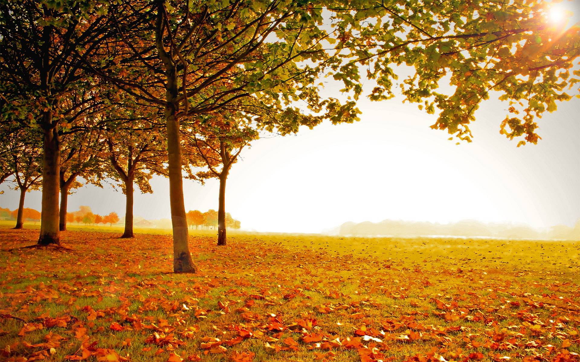 Autumn Season Field Background
