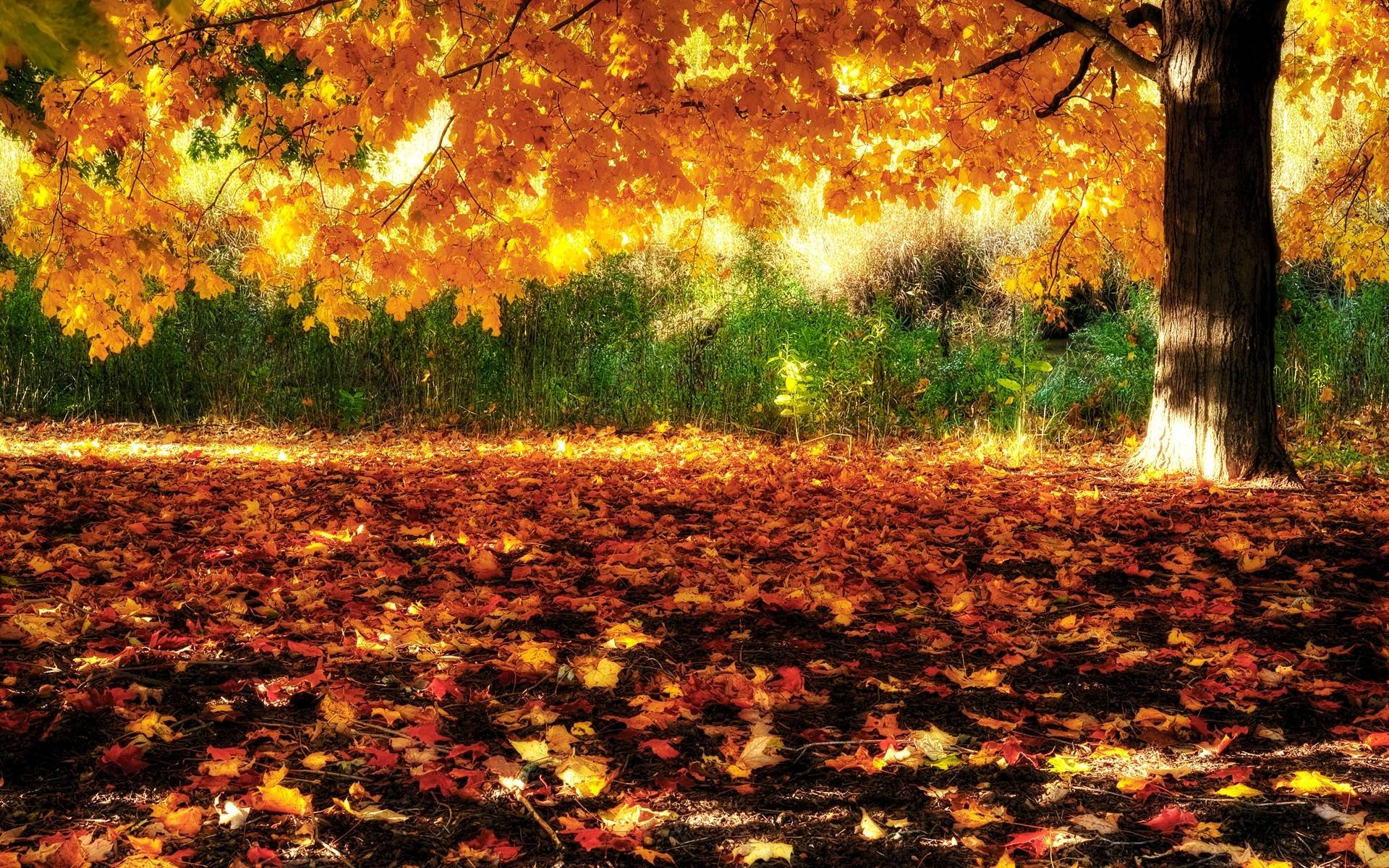 Autumn Season Glow Background