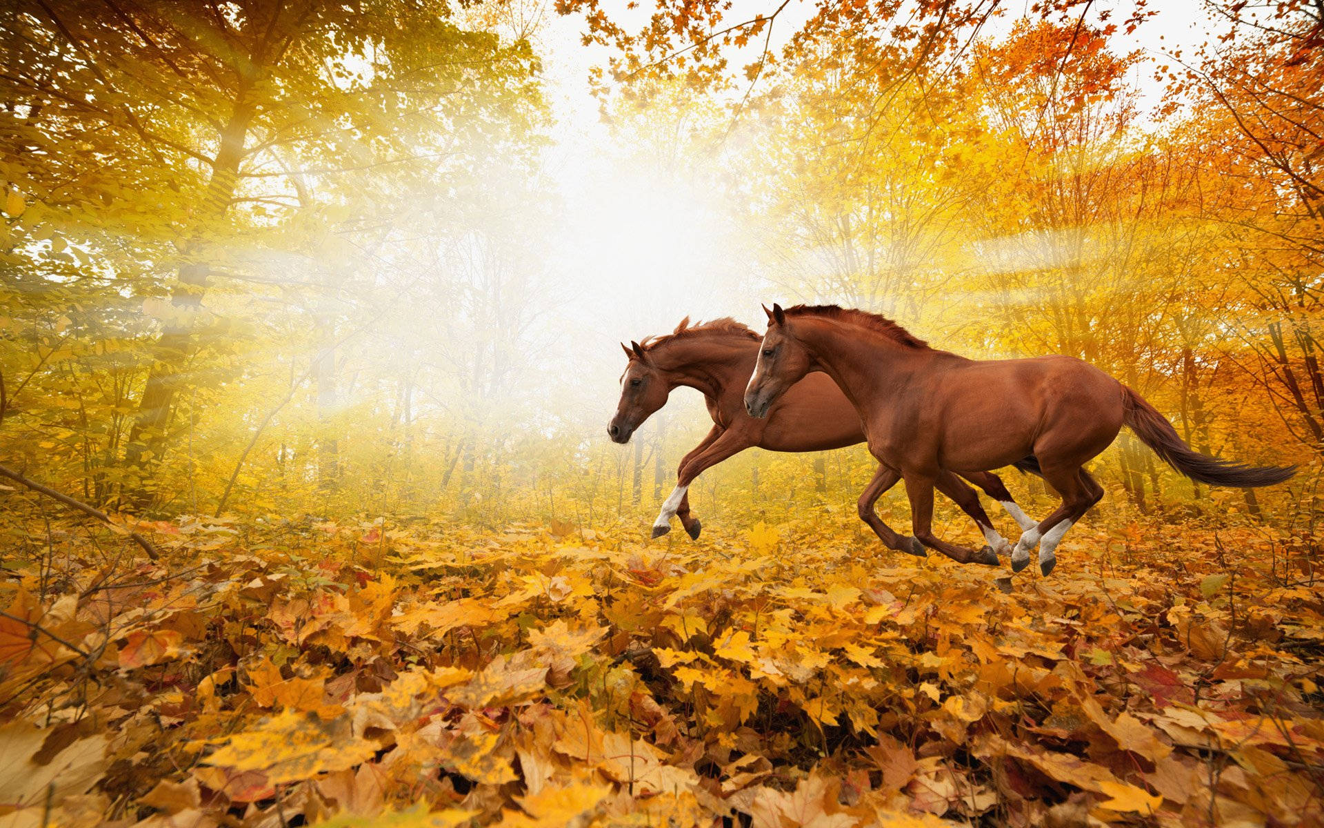 Autumn Season Horses Background