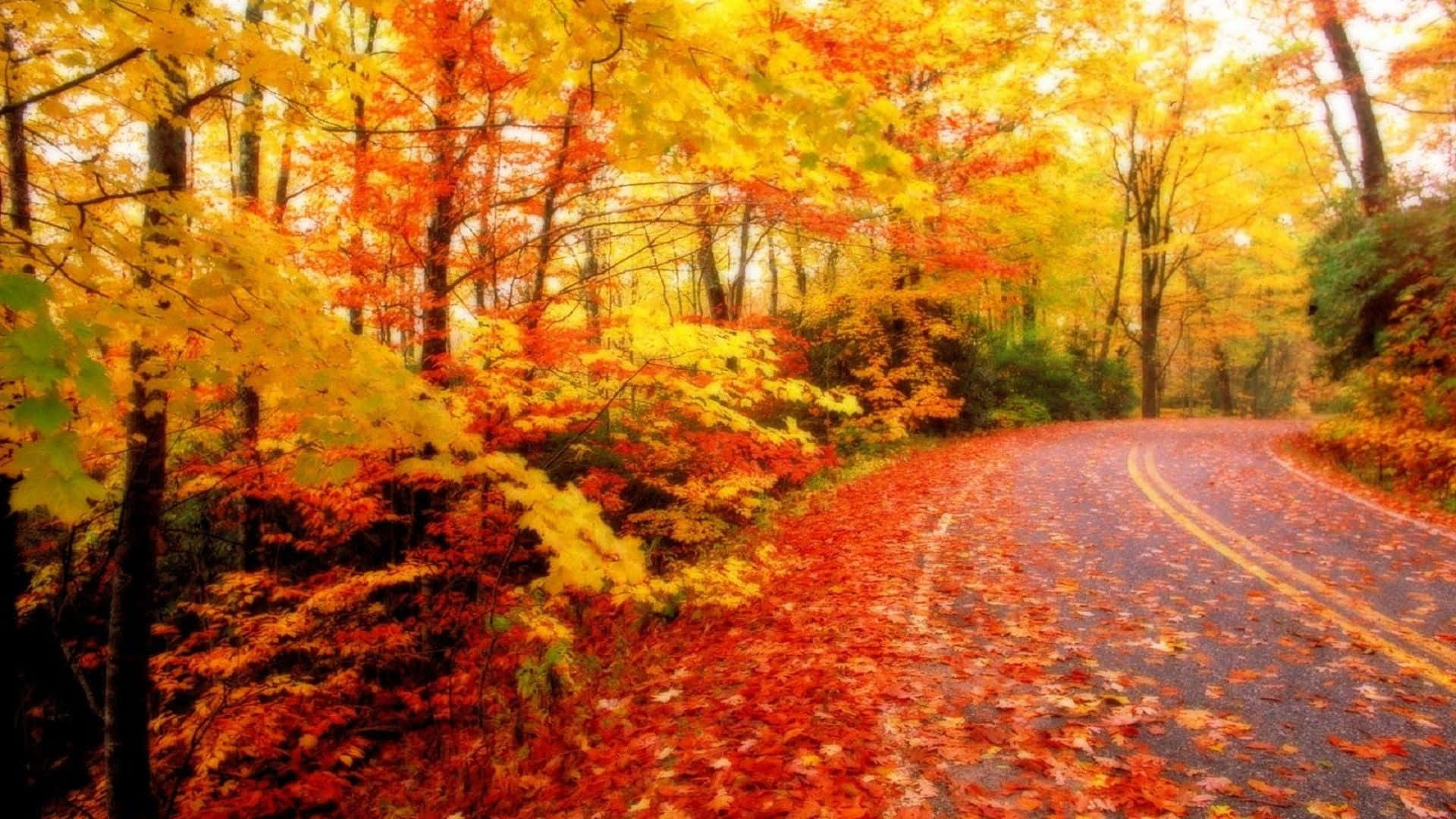 Autumn Season Leaves Pennsylvania Foliage Drive Background