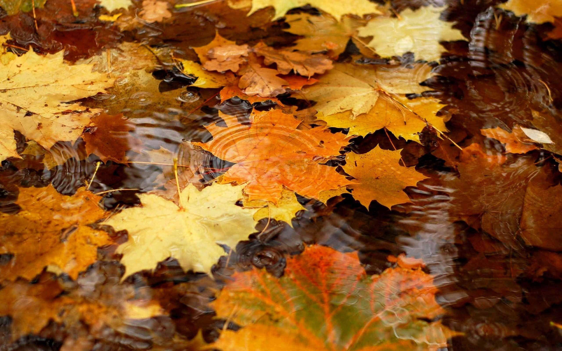 Autumn Season Maple Leaves Background