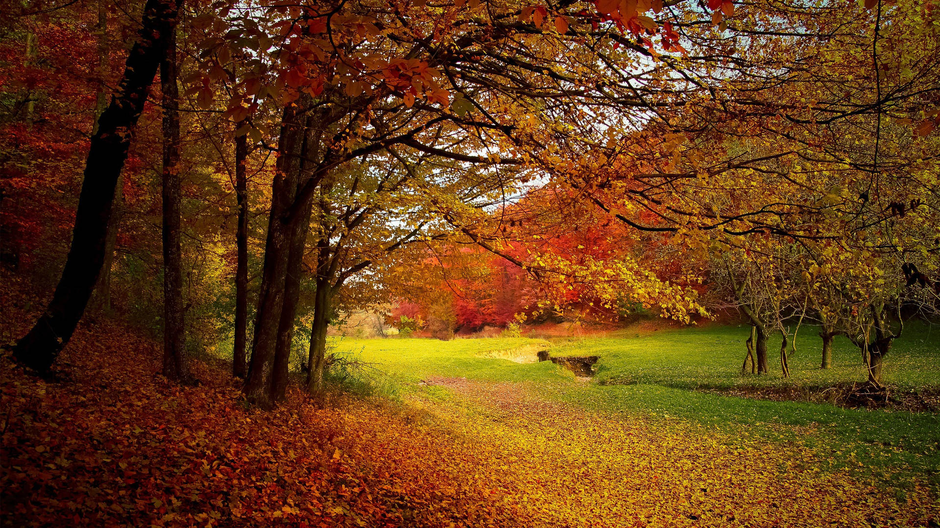 Autumn Season Meadows