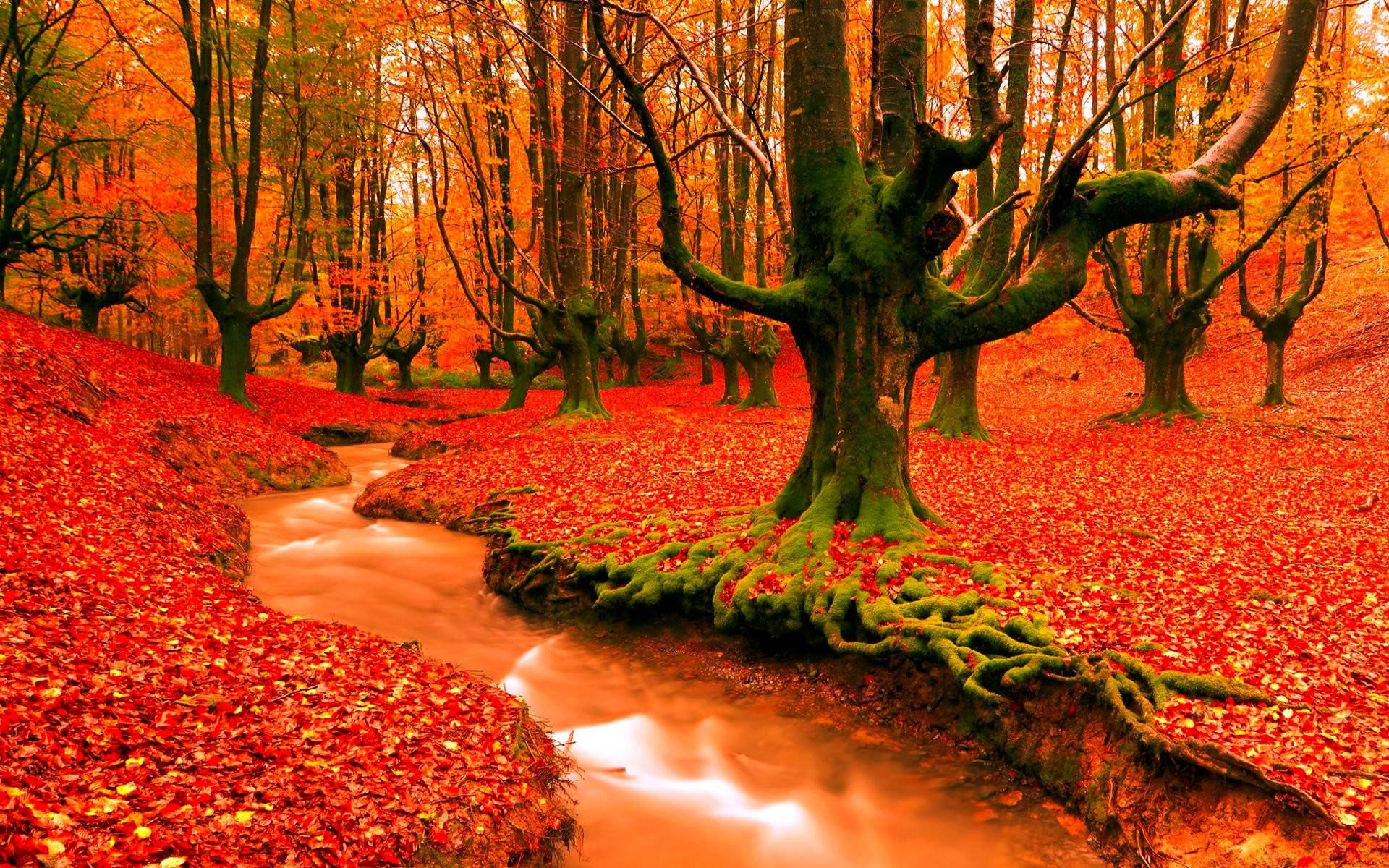 Autumn Season Orange Forest