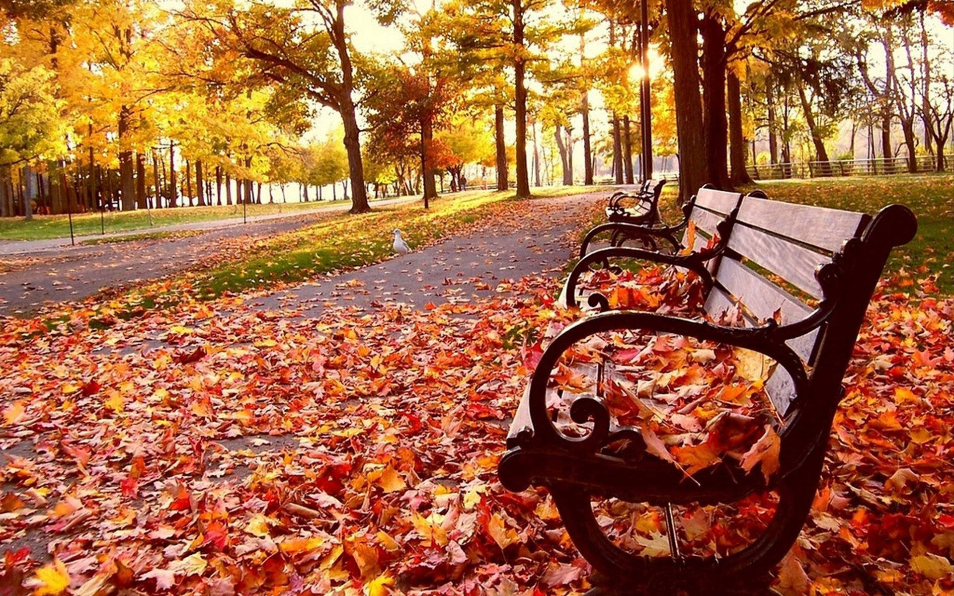 Autumn Season Park Bench Background