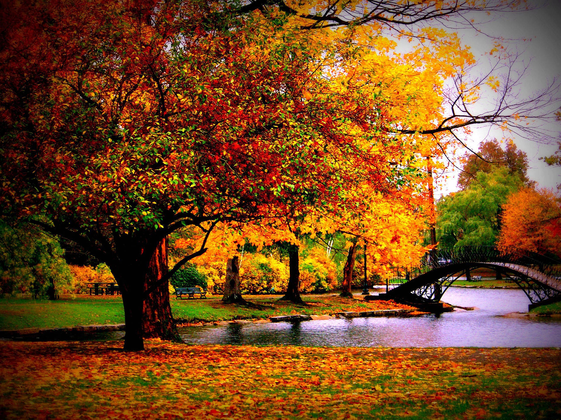 Autumn Season Park Lake