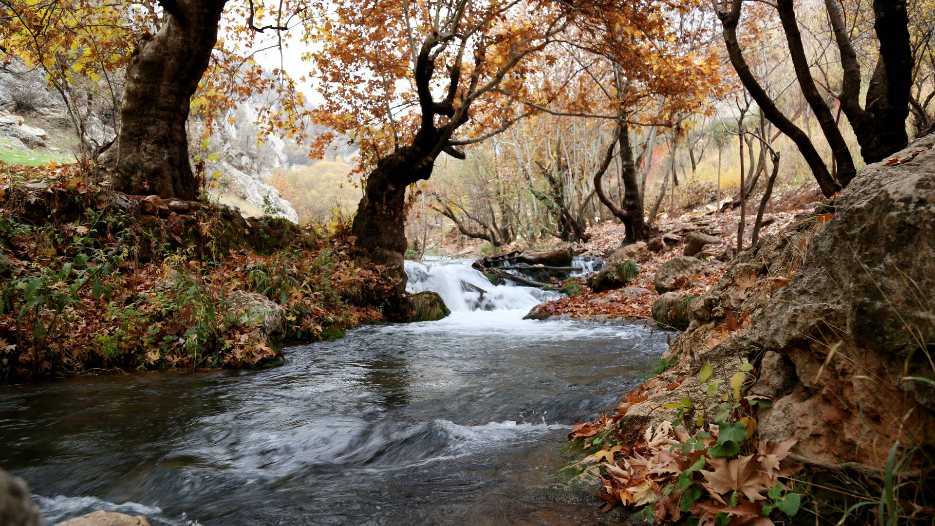 Autumn Season River View Background