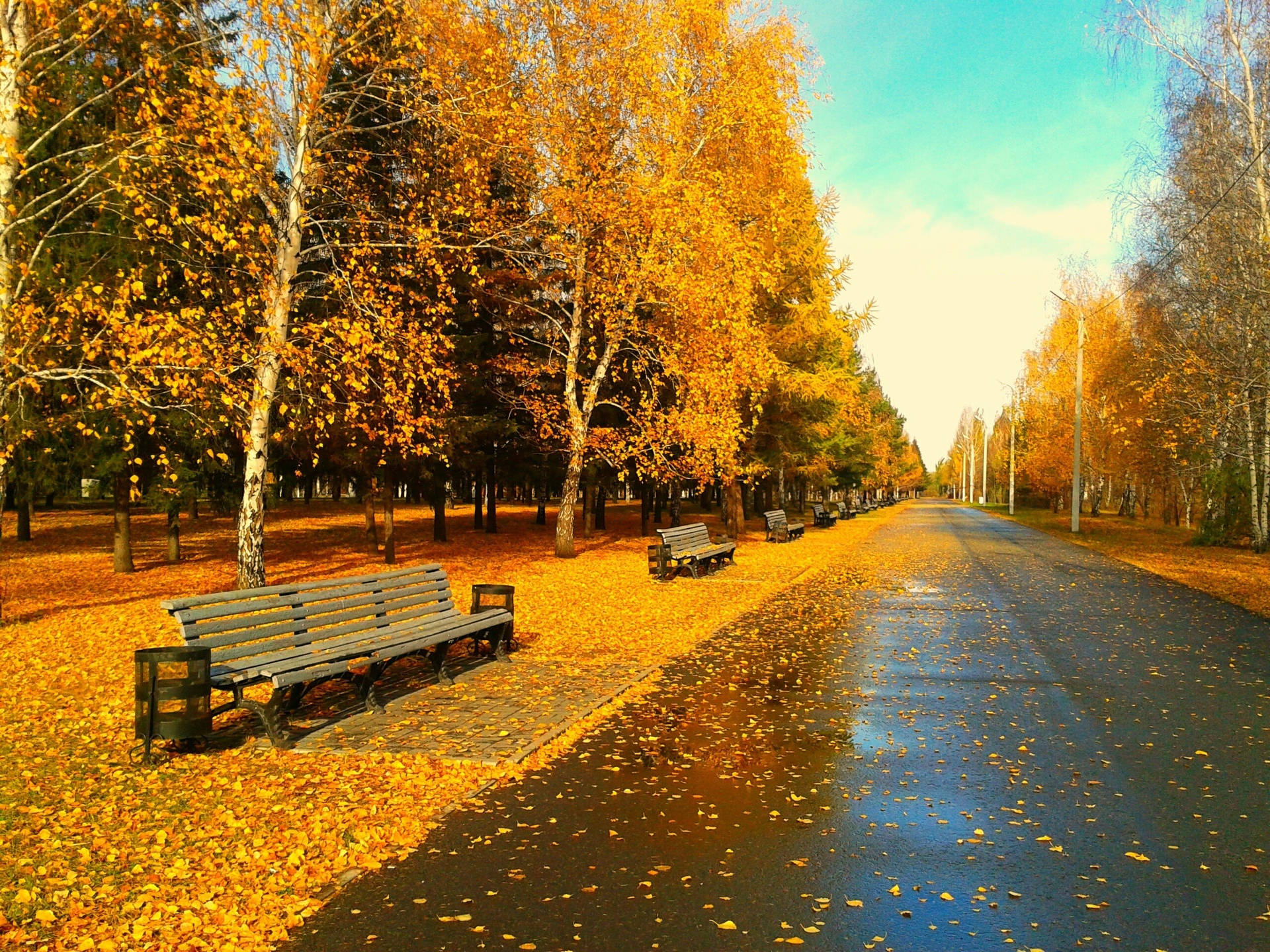 Autumn Season Road Side