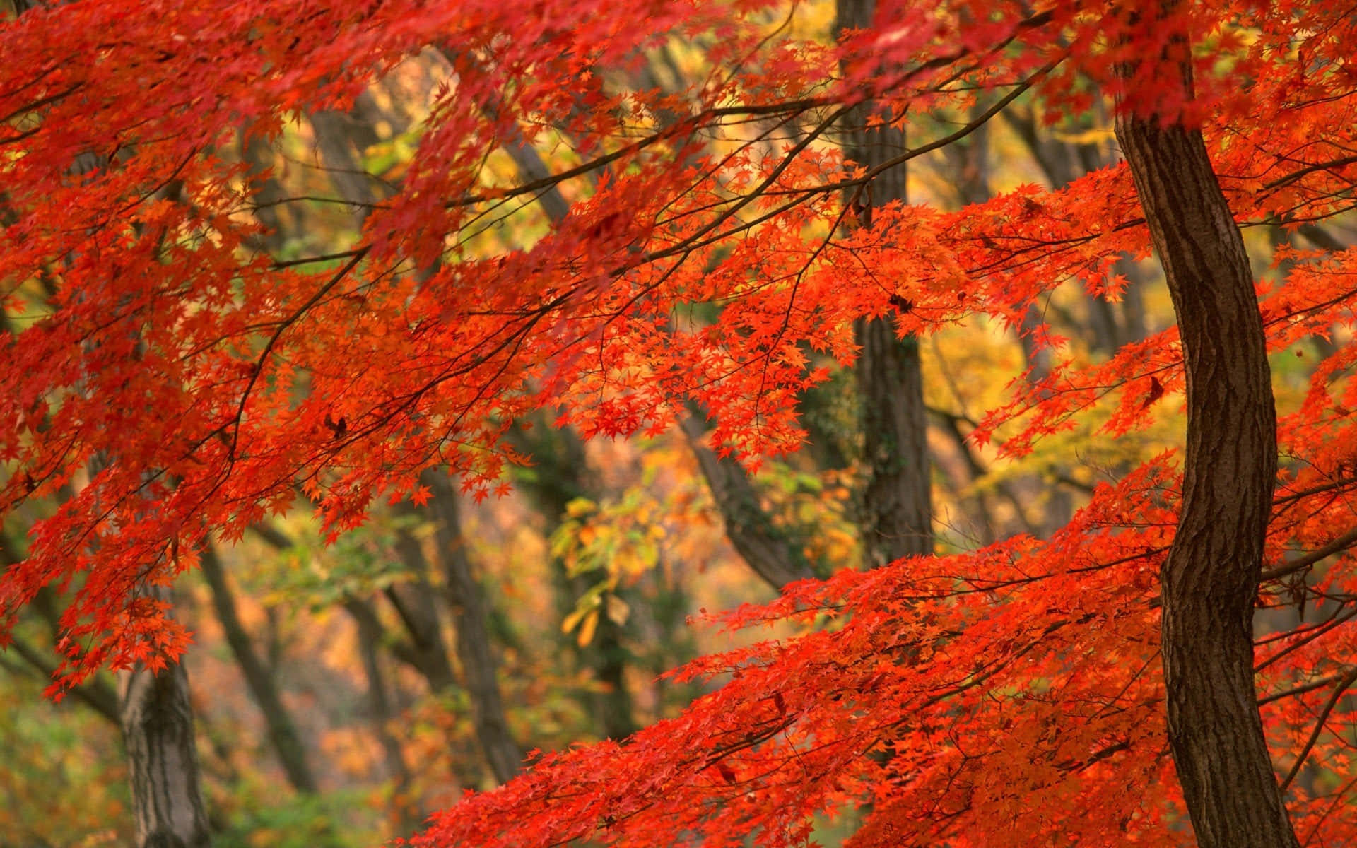 Autumn Season Rustic Orange Maple Trees Background