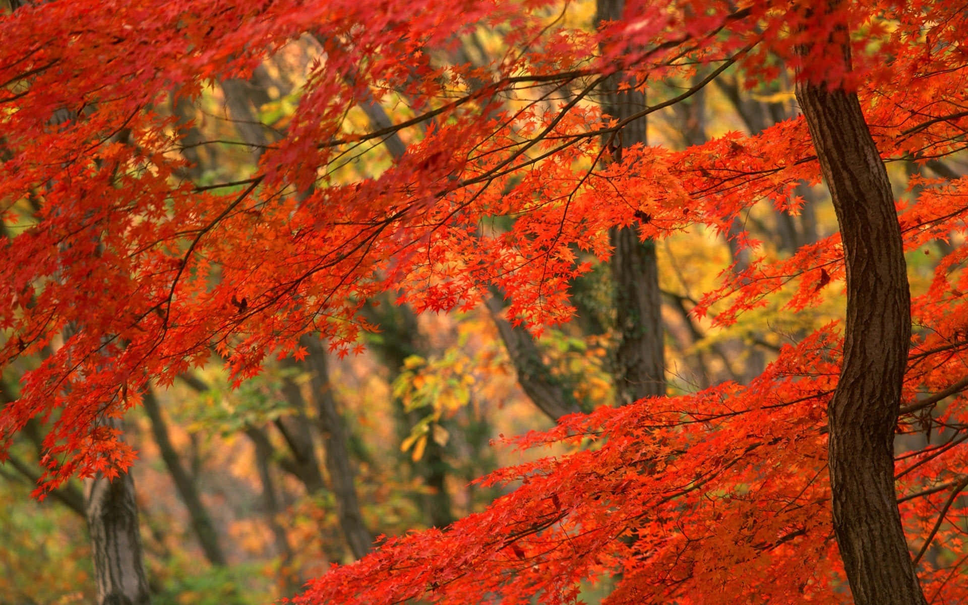 Autumn Season Rustic Orange Maple Trees