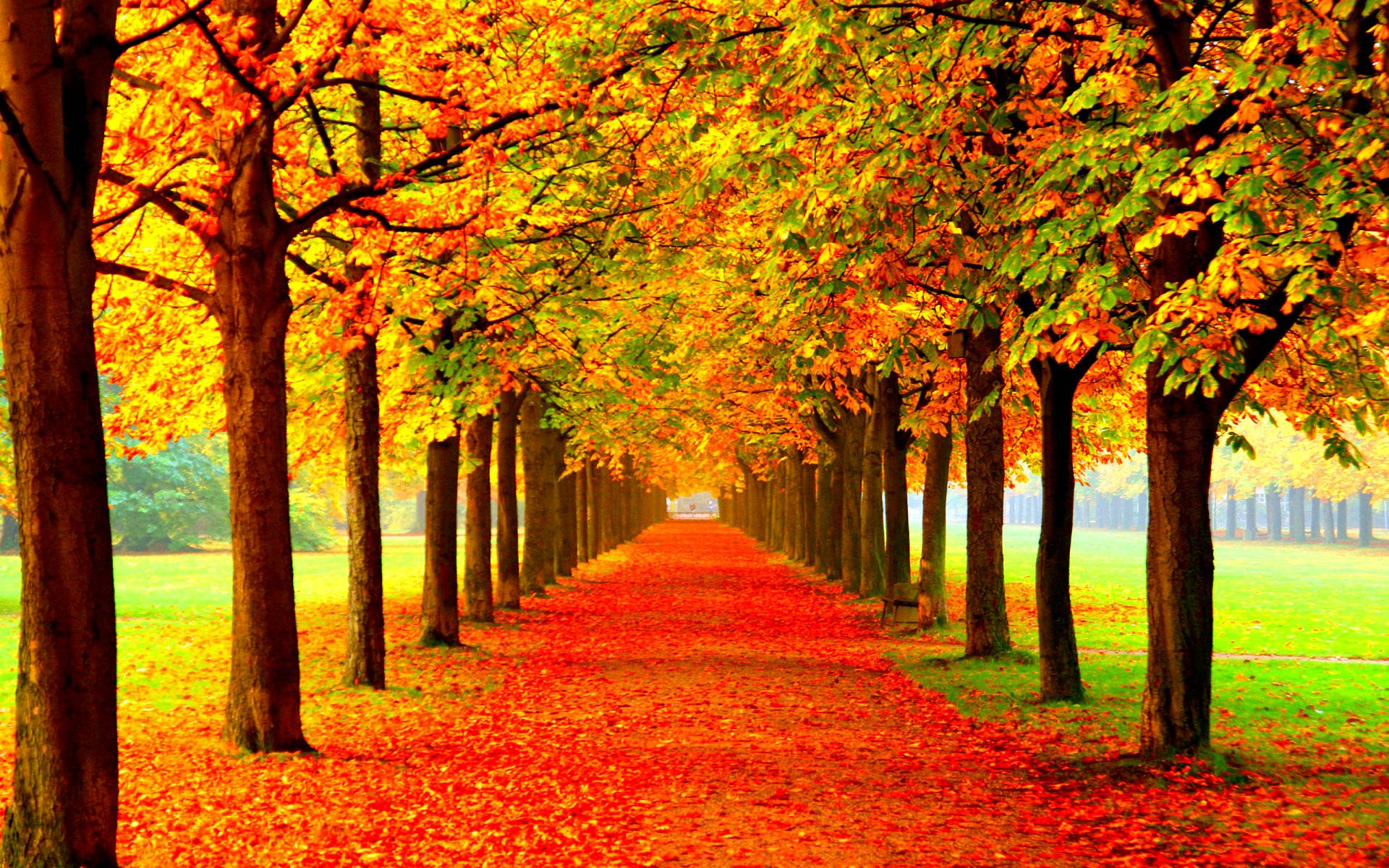 Autumn Season Symmetrical Trees Background