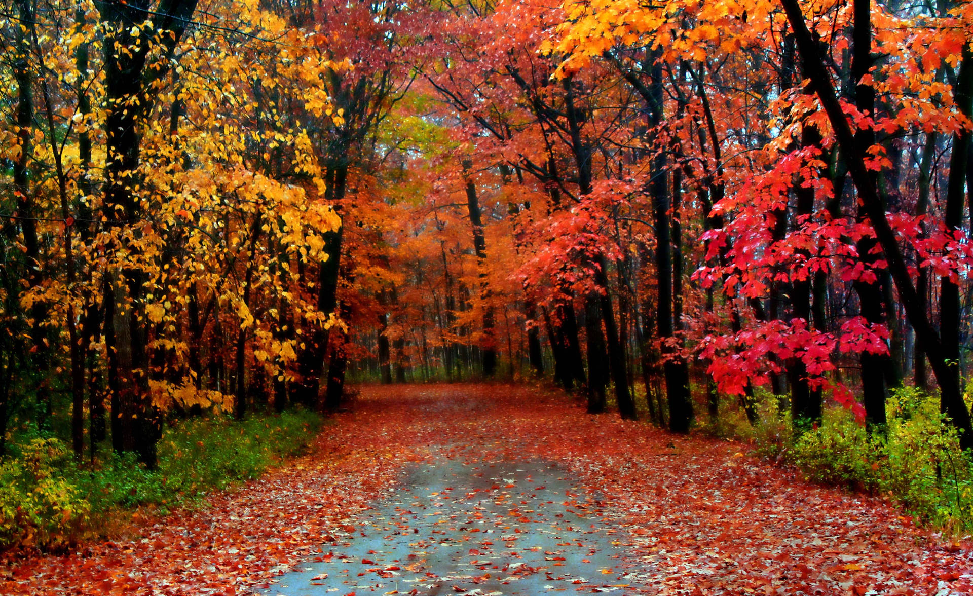 Autumn Season Thin Trees Background