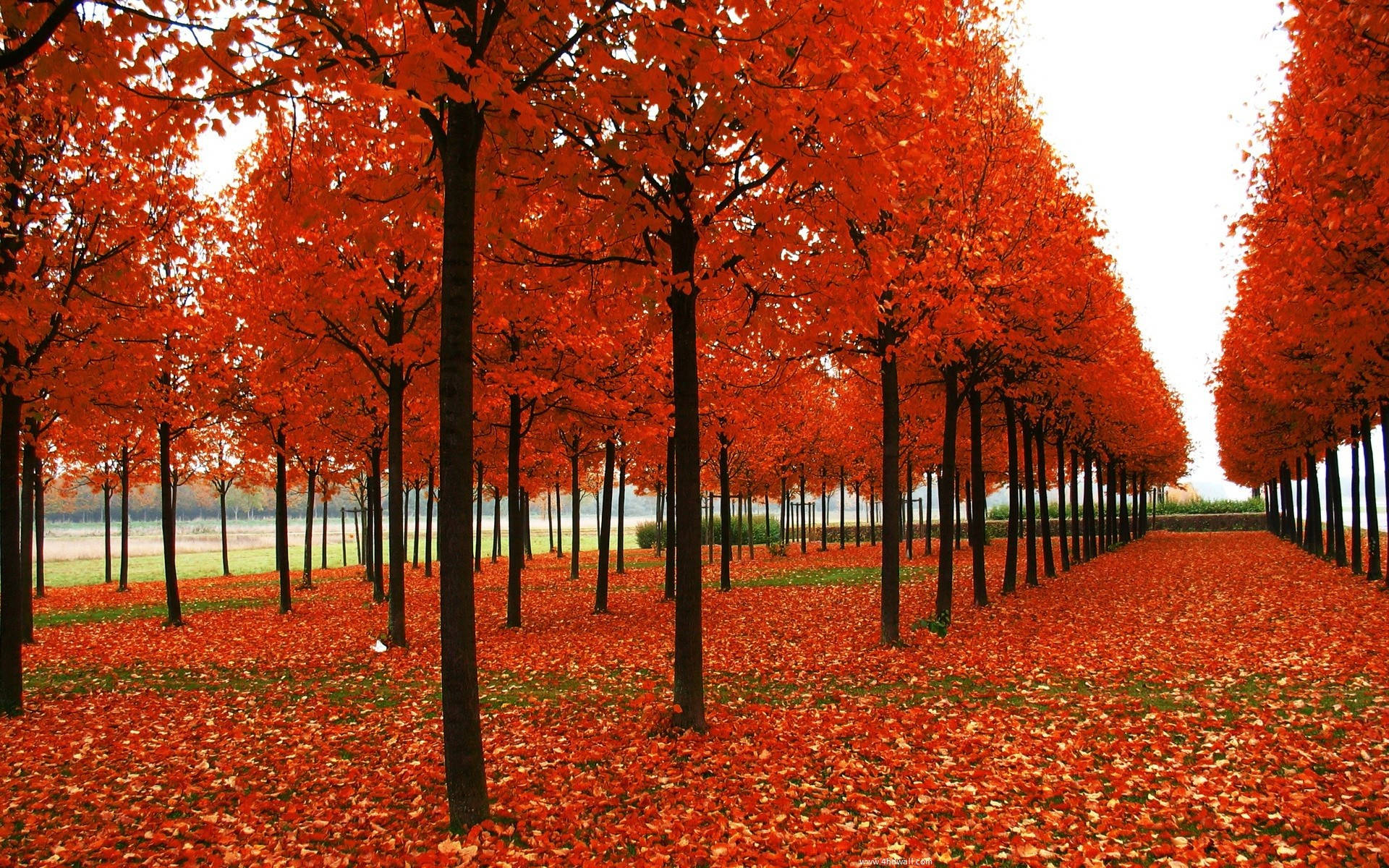 Autumn Season Tree Rows Background