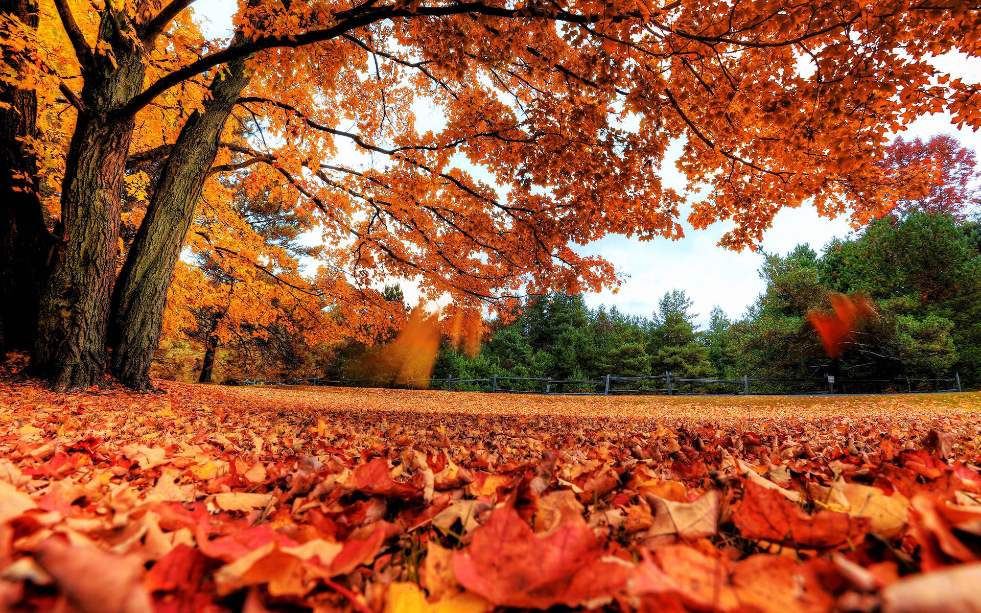 Autumn Season Worm Eye View Background