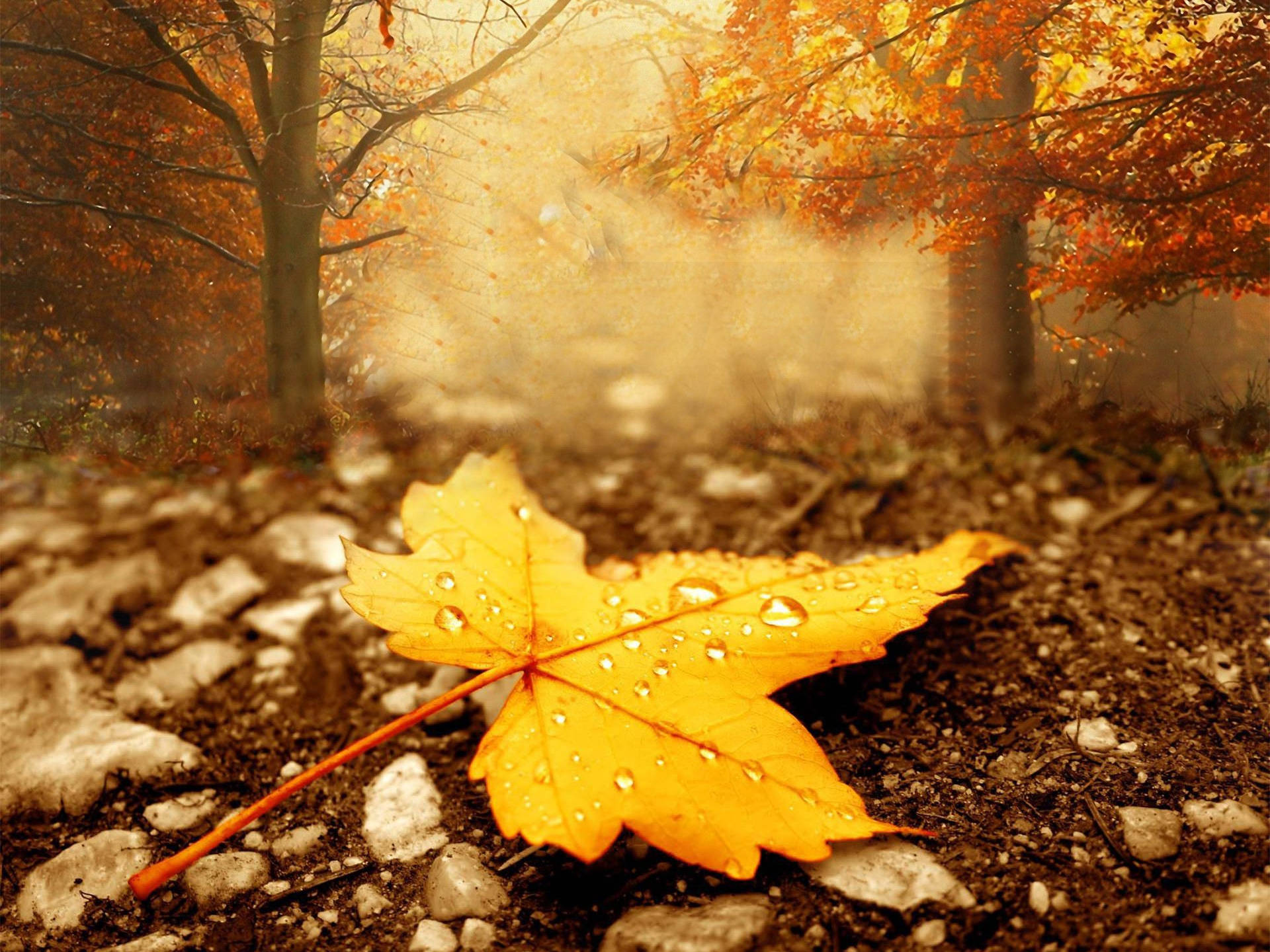 Autumn Season Yellow Leaf