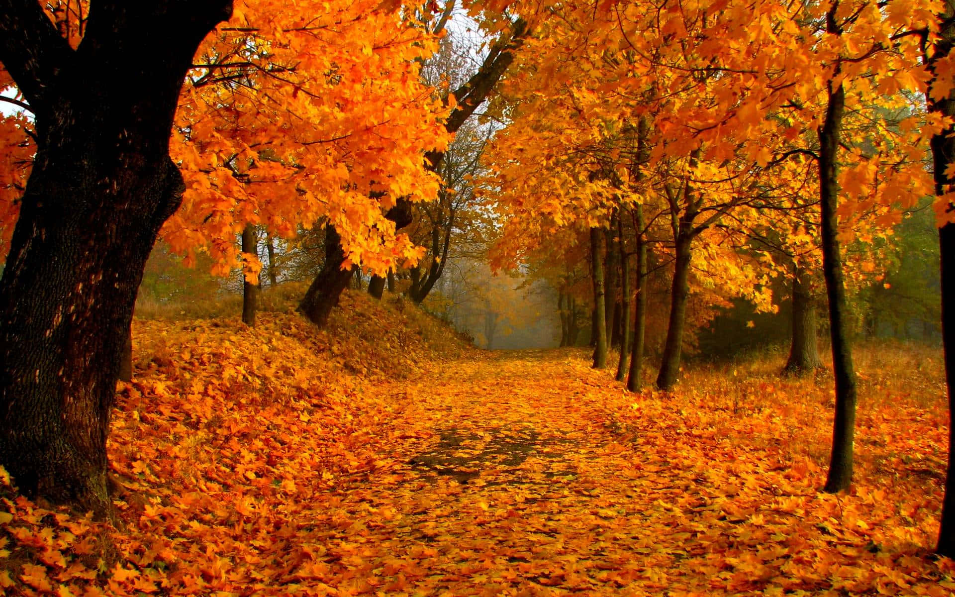 Autumn Serenity: A Color Cascade In The Forest Background