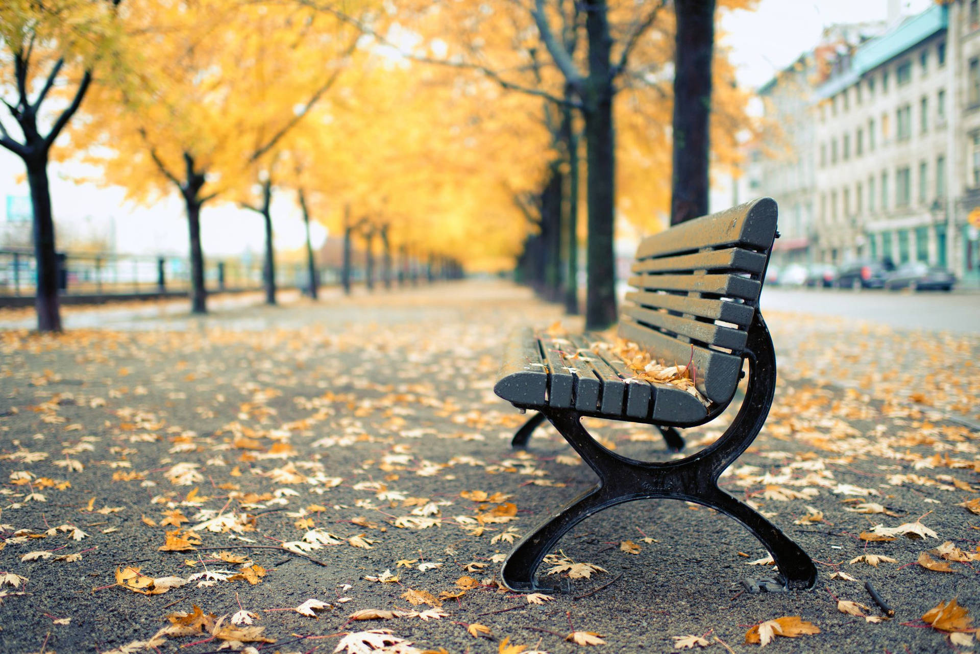 Autumn Sidewalk Bench Background