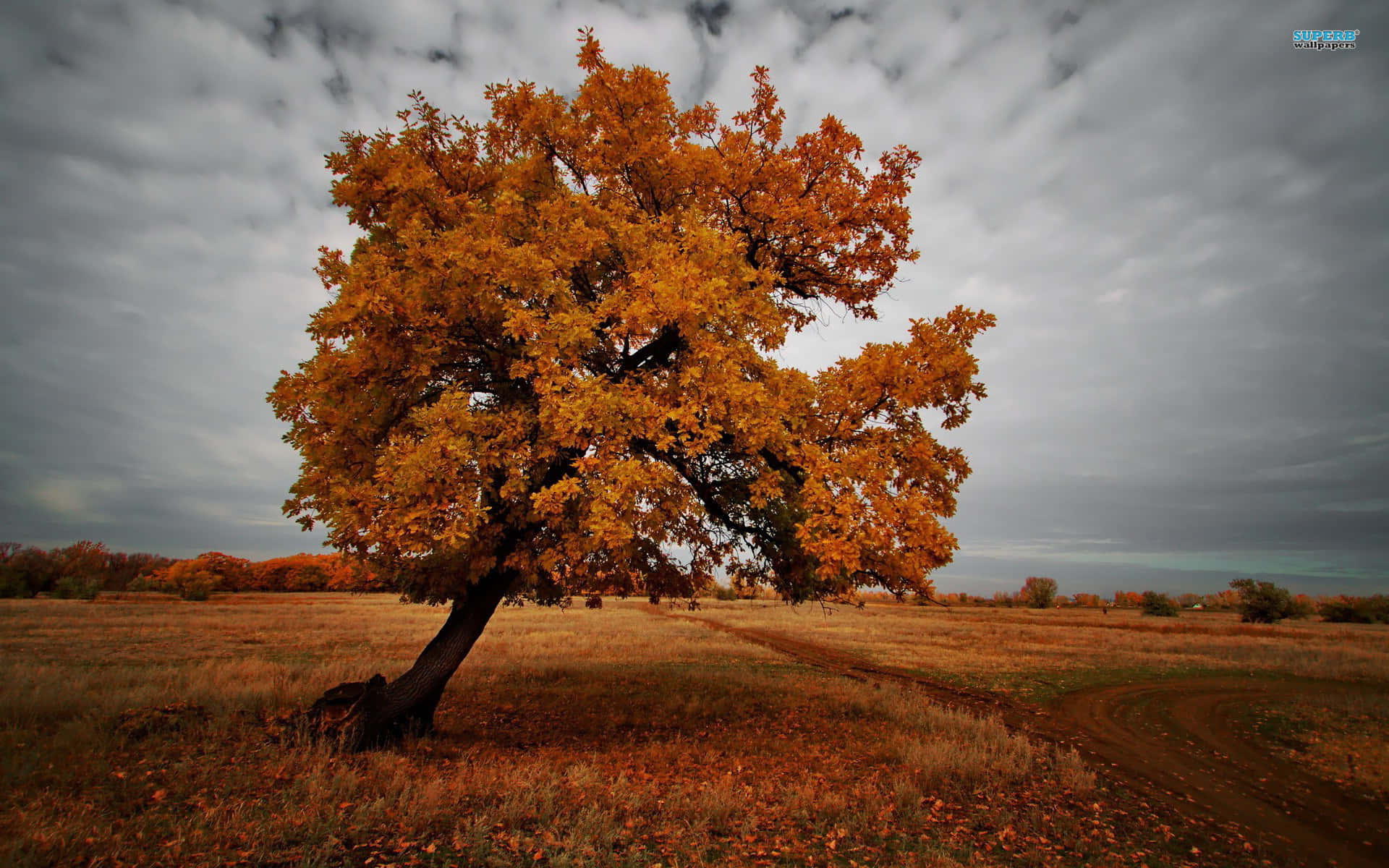 Autumn Solitude Tree