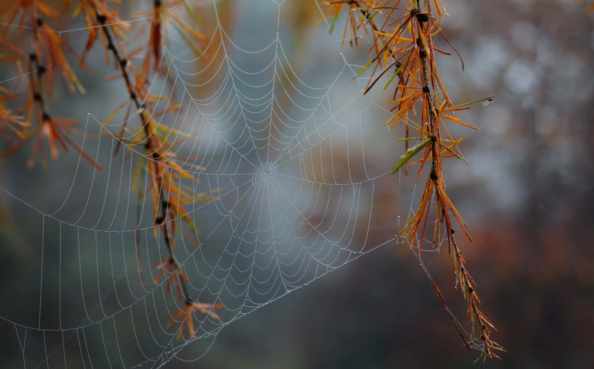 Autumn Spider Web Dew Drops Background