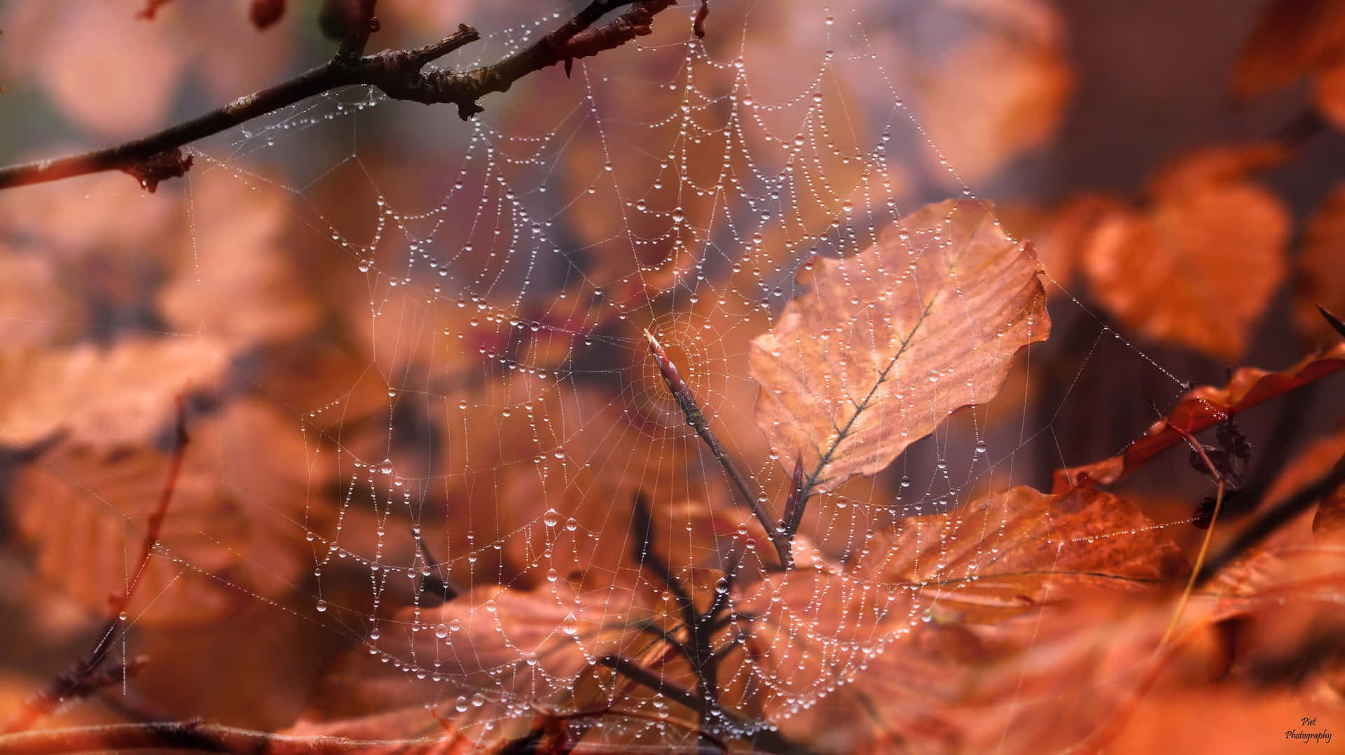 Autumn Spiderweb Dew Drops.jpg Background